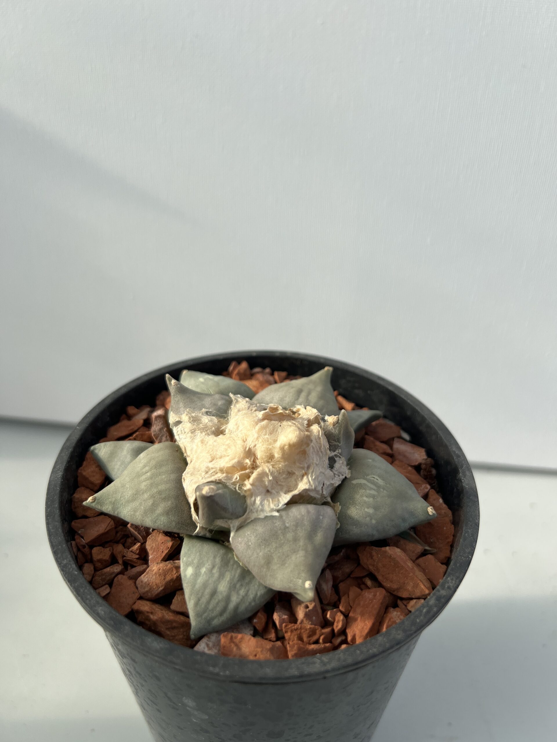 Ariocarpus retusus