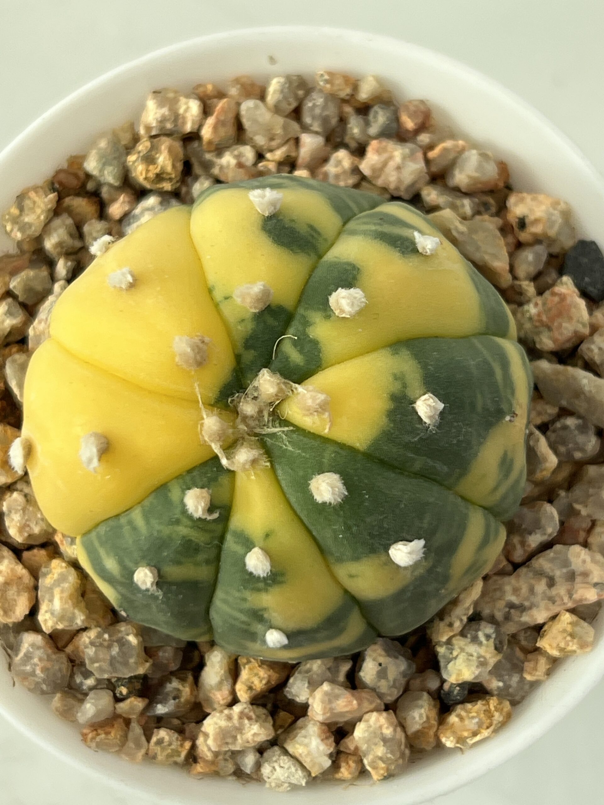 Astrophytum asterias nudum variegatum Yellow Sector Selected