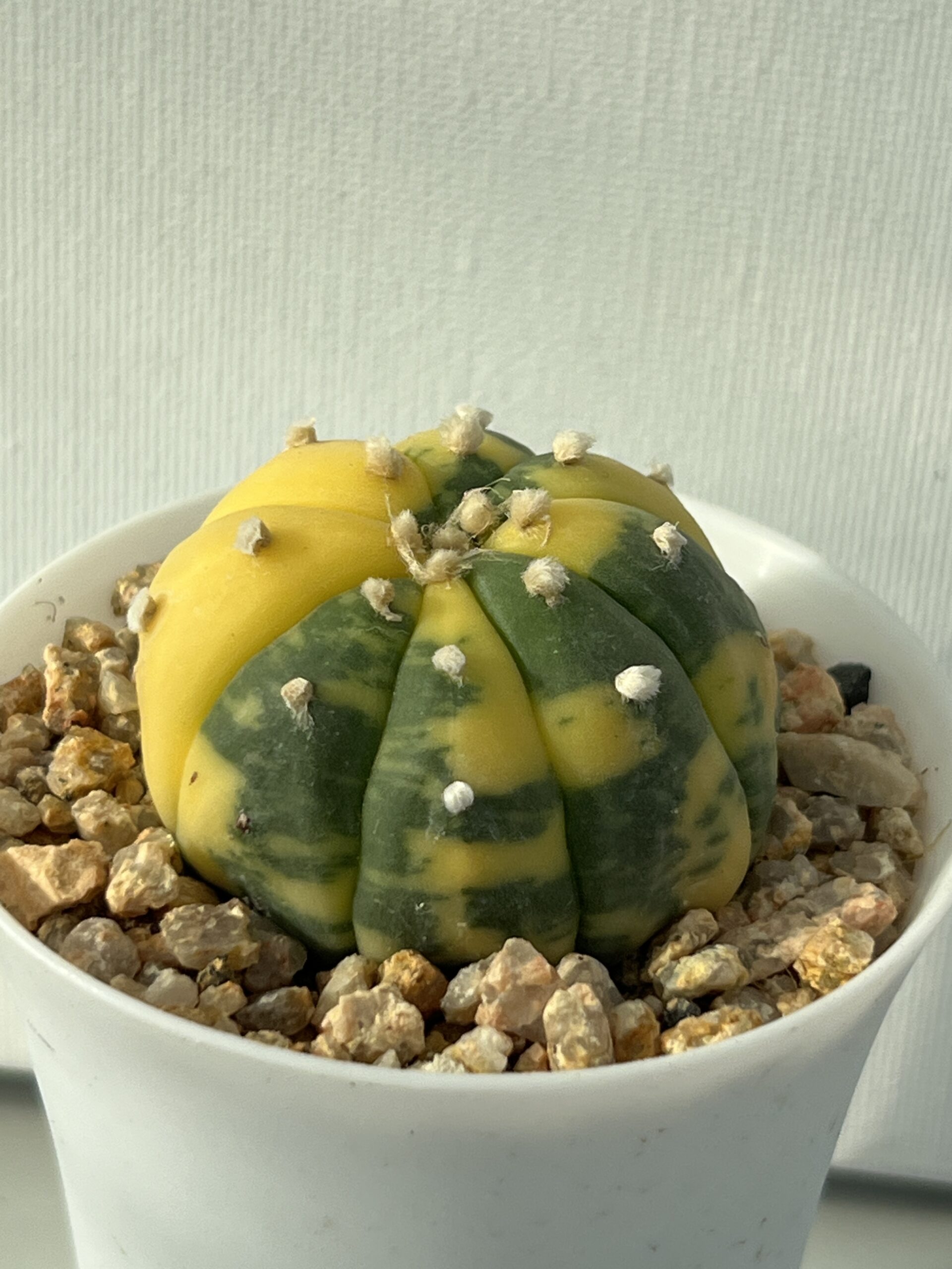 Astrophytum asterias nudum variegatum Yellow Sector Selected - Image 2