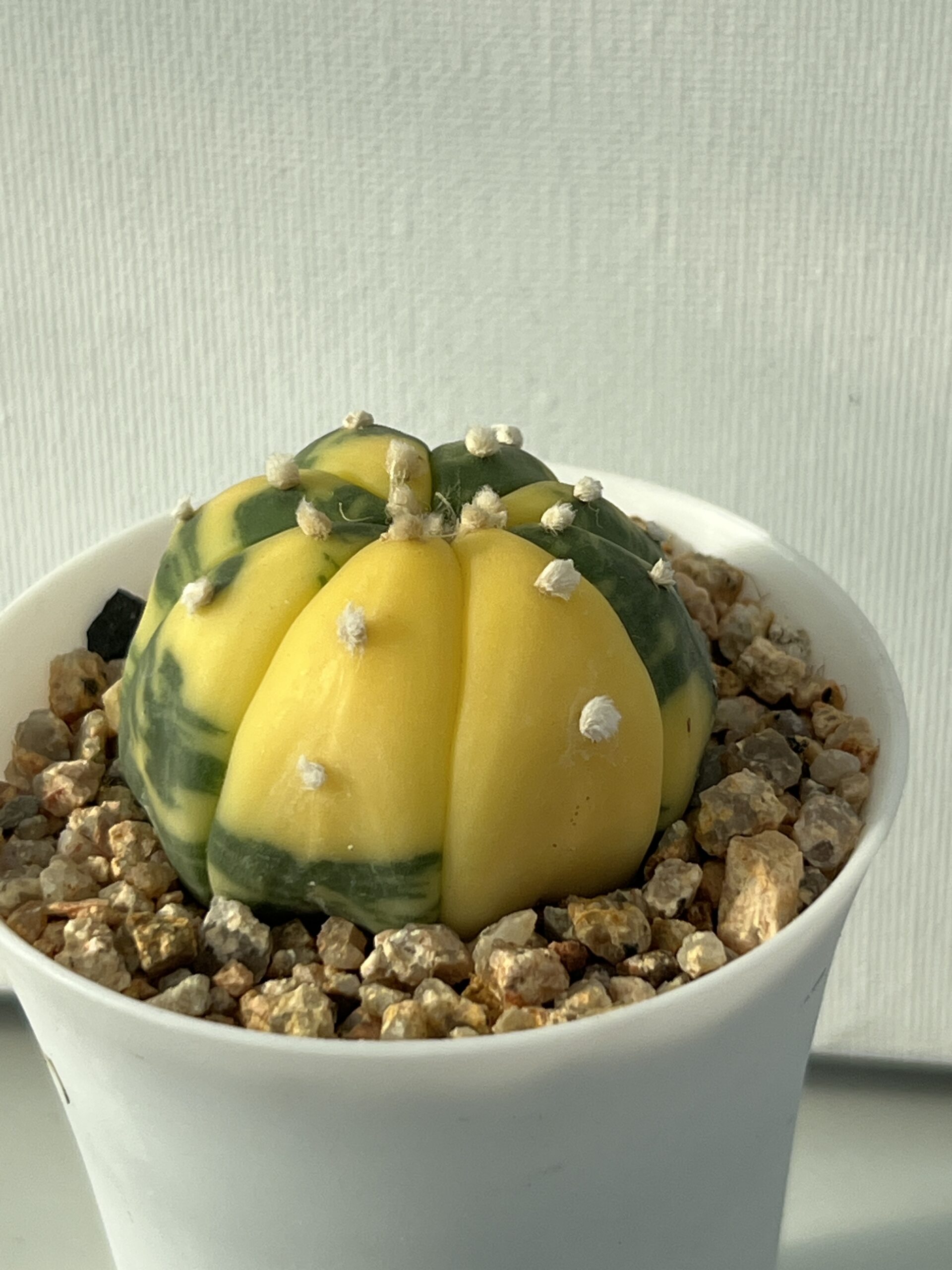 Astrophytum asterias nudum variegatum Yellow Sector Selected - Image 3