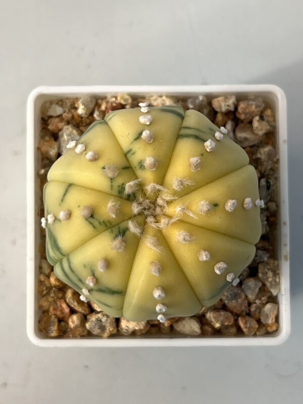 Astrophytum asterias nudum variegatum Yellow Dominant Selected