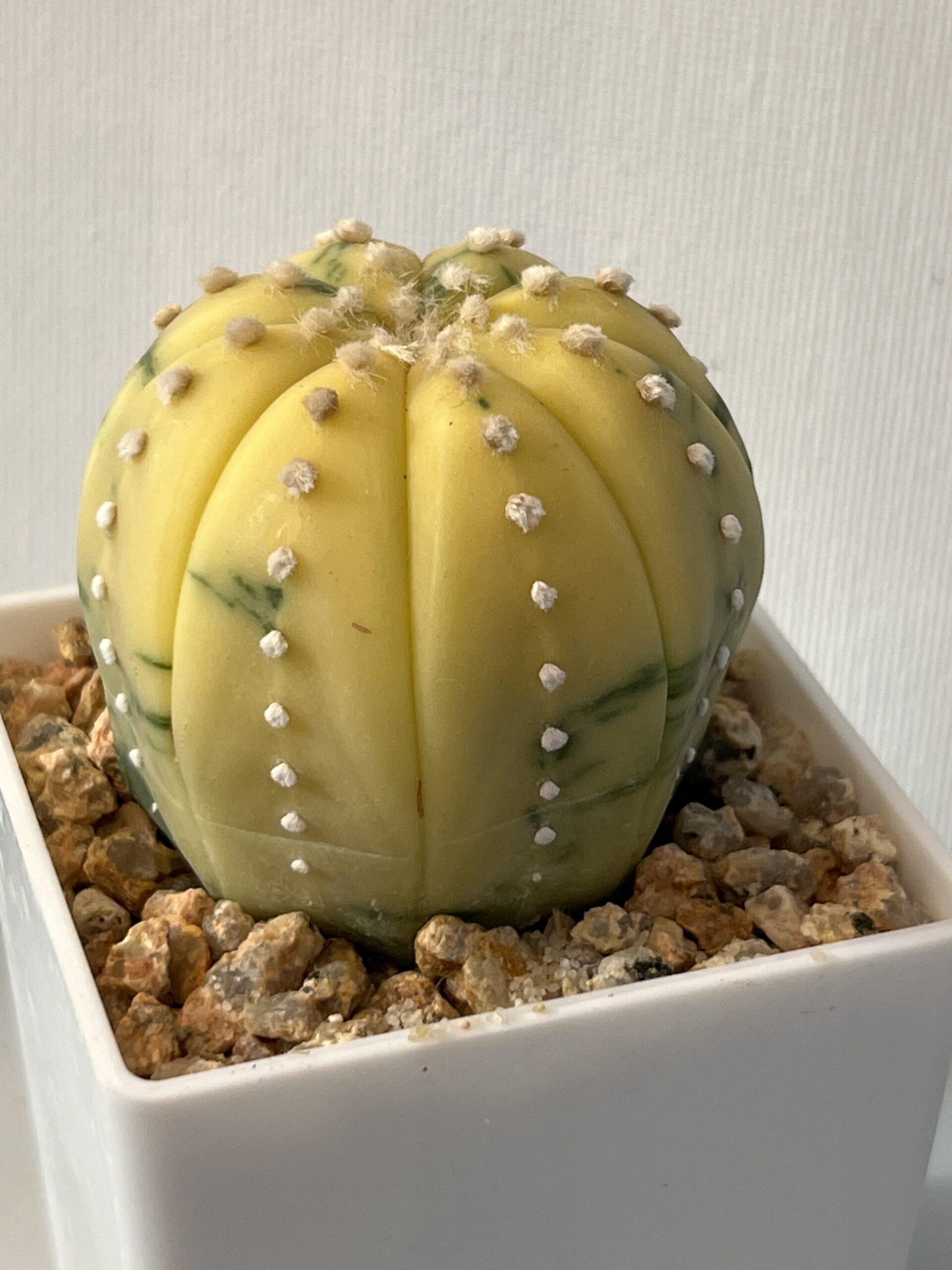 Astrophytum asterias nudum variegatum Yellow Dominant Selected - Imagen 2