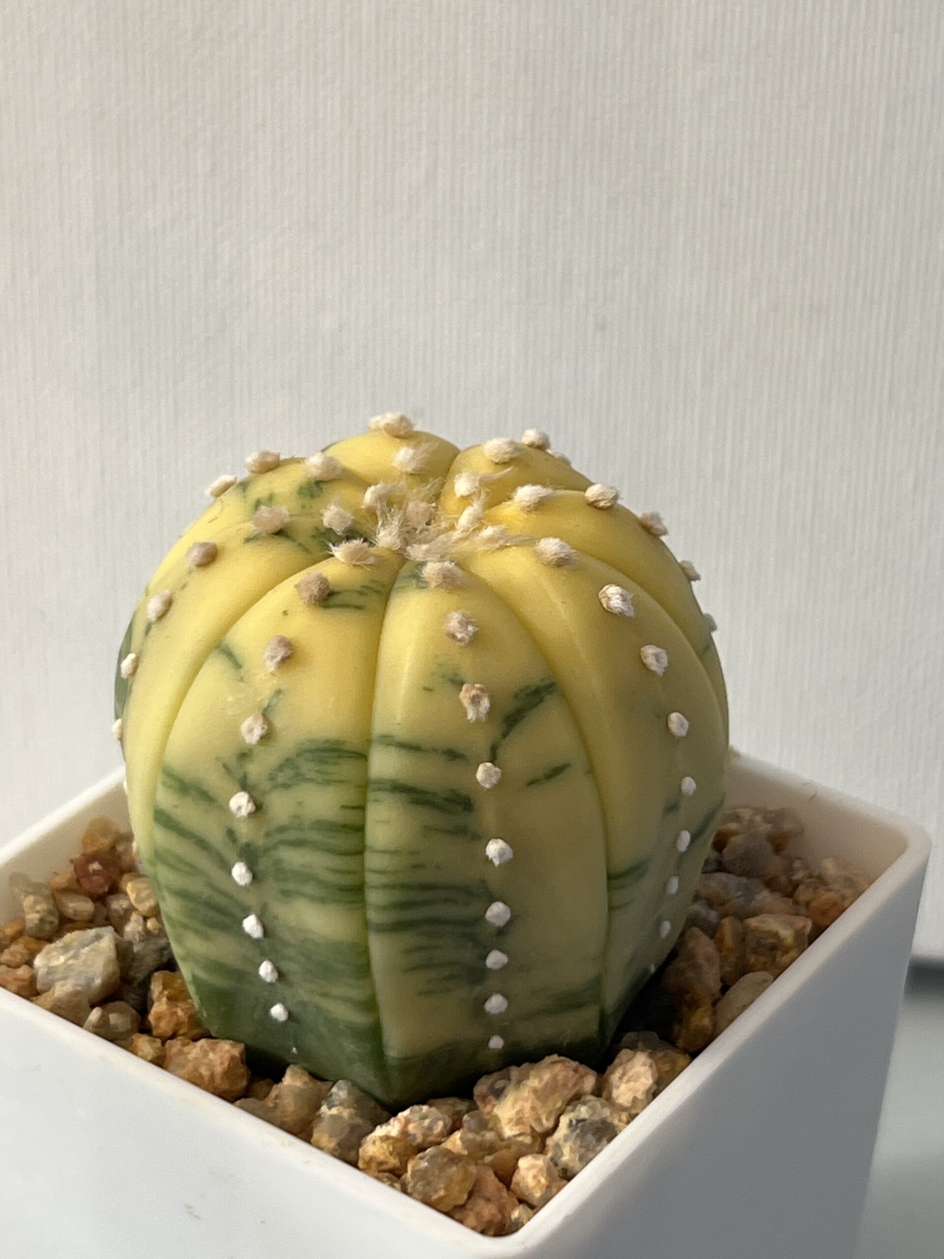 Astrophytum asterias nudum variegatum Yellow Dominant Selected - Imagen 3