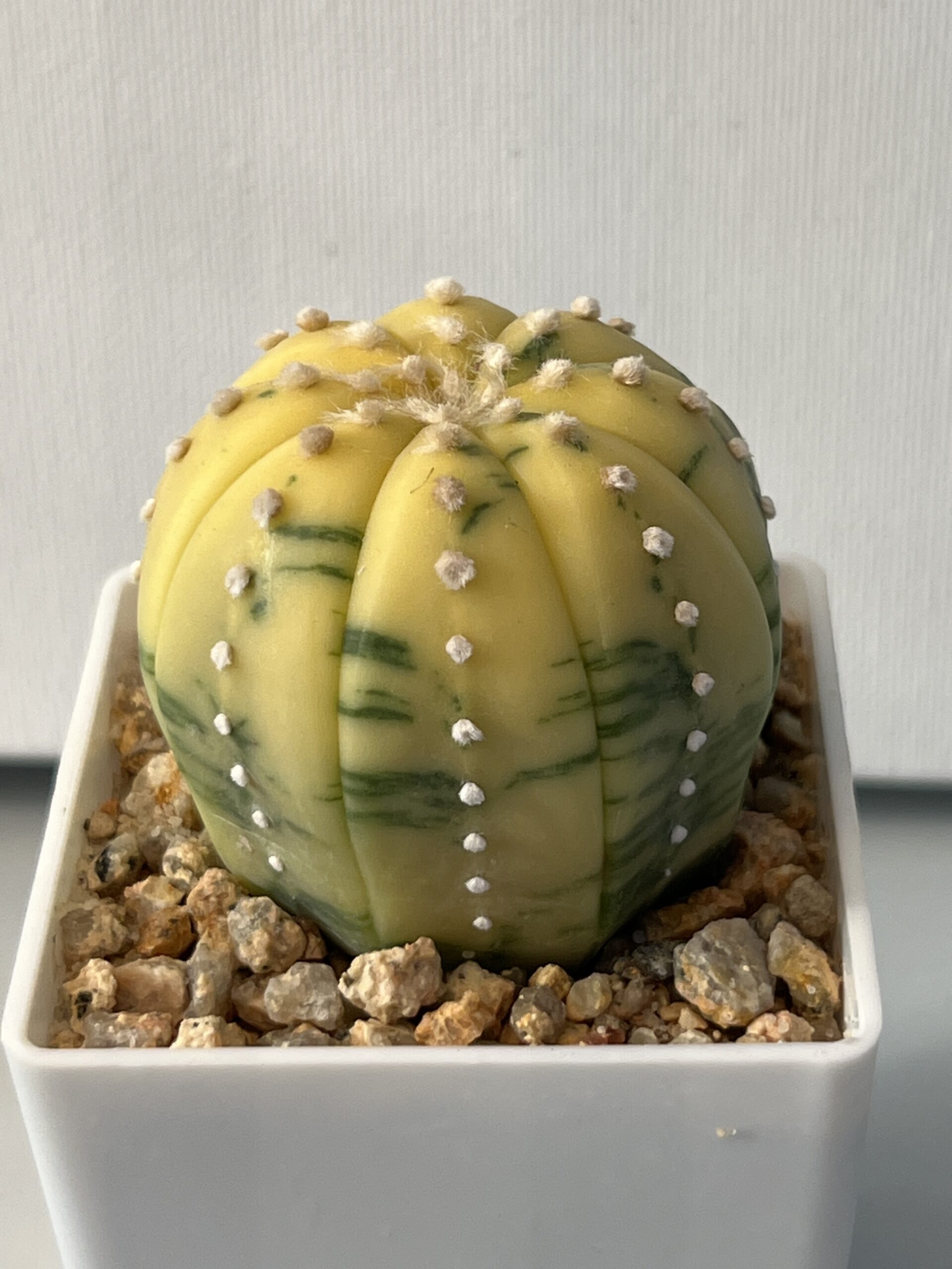 Astrophytum asterias nudum variegatum Yellow Dominant Selected - Imagen 4