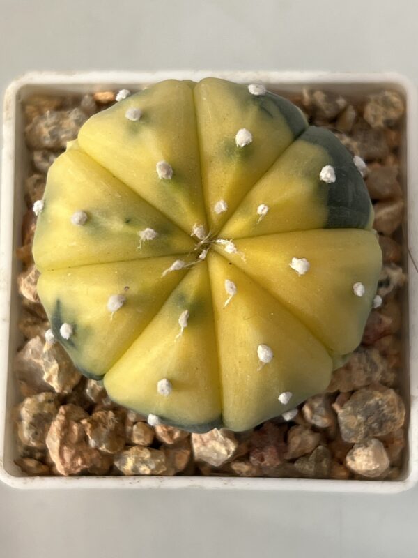 Astrophytum asterias nudum variegatum Fukuryu