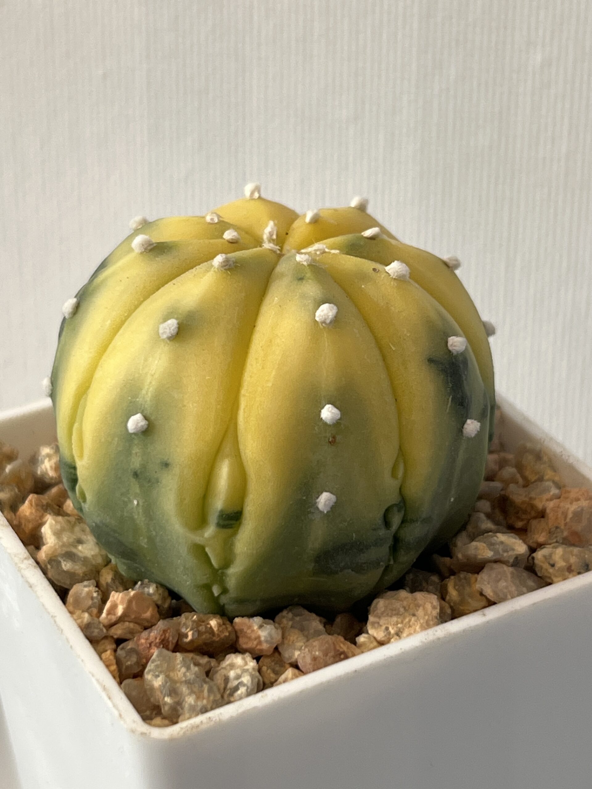 Astrophytum asterias nudum variegatum Fukuryu - Image 2