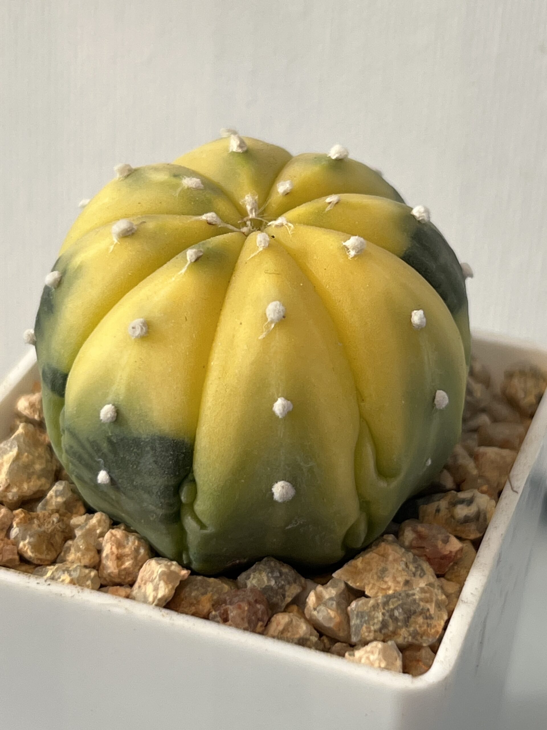 Astrophytum asterias nudum variegatum Fukuryu - Image 3
