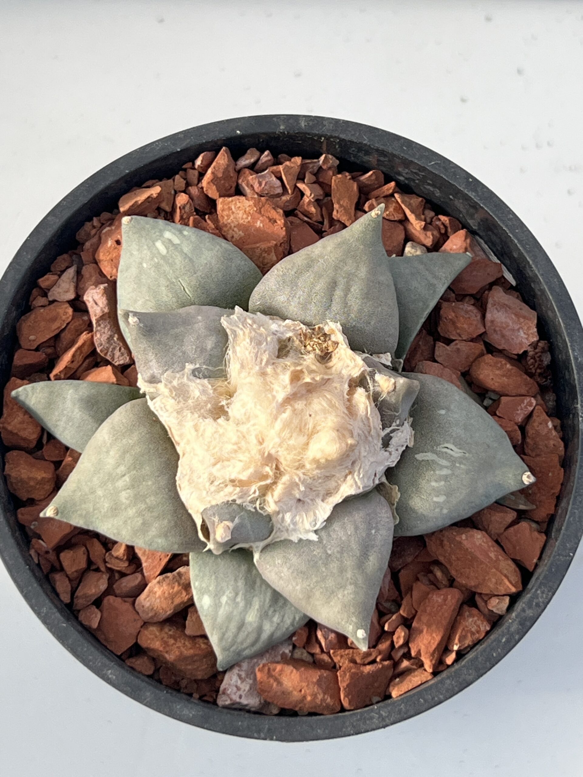 Ariocarpus retusus - Imagen 2