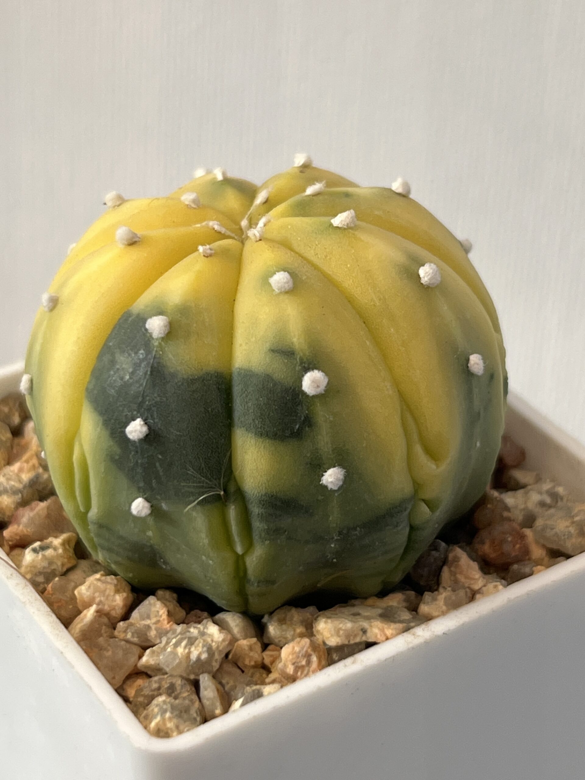 Astrophytum asterias nudum variegatum Fukuryu - Image 4