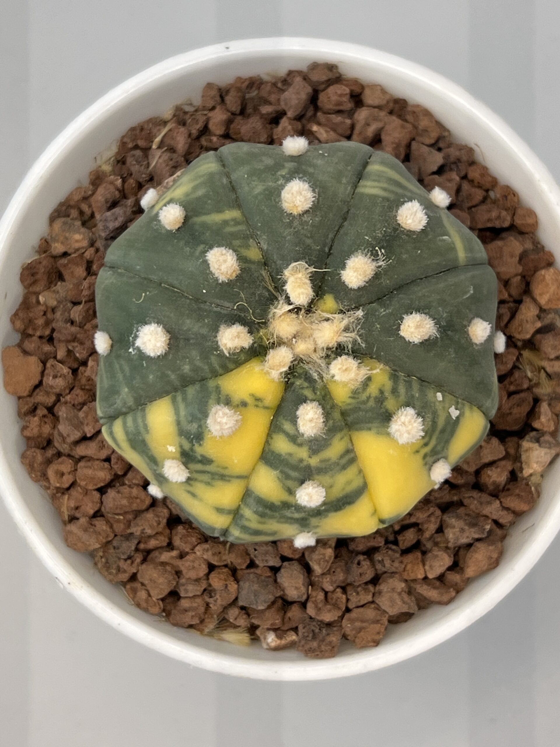 Astrophytum asterias nudum variegatum