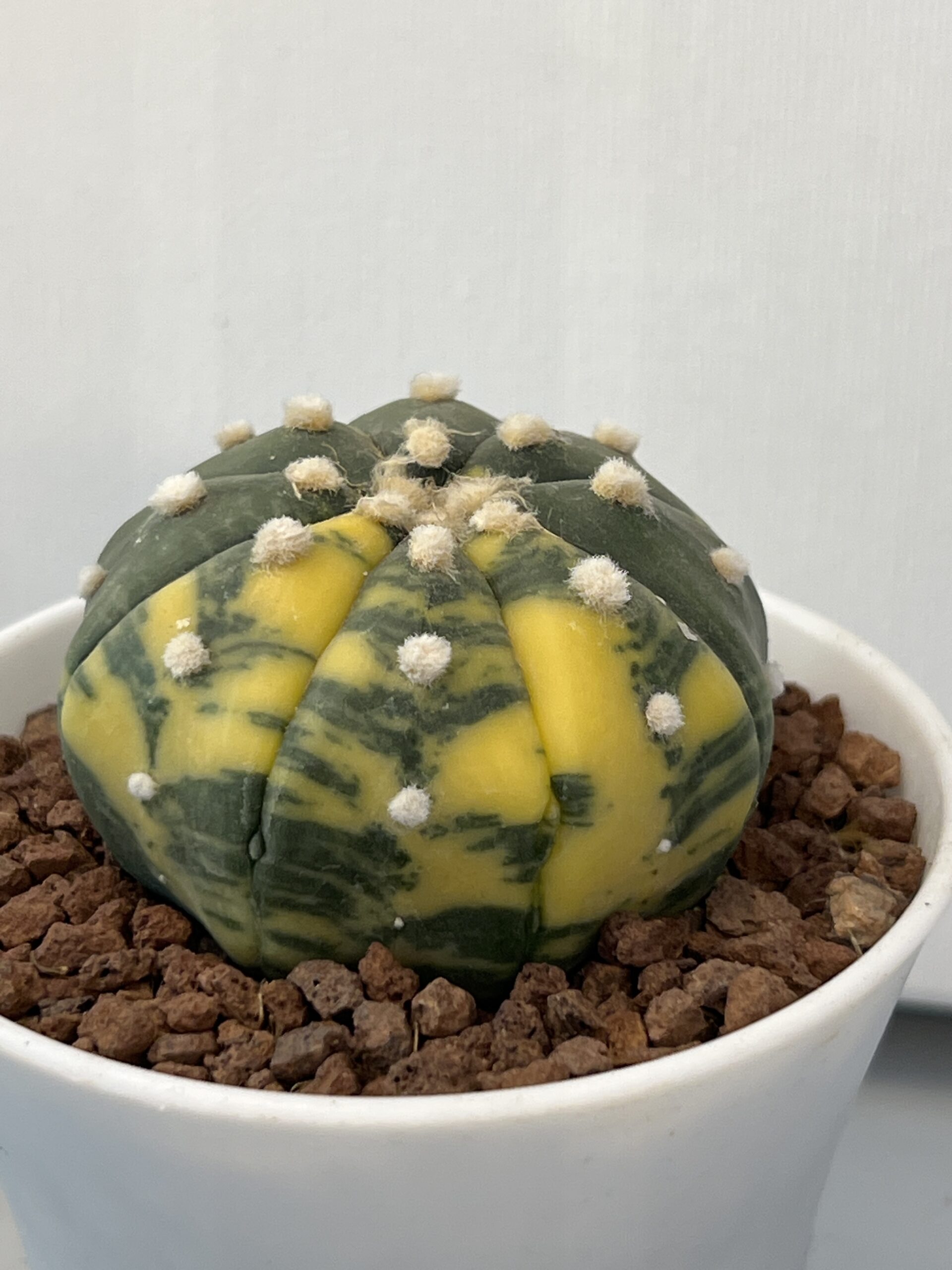 Astrophytum asterias nudum variegatum - Imagen 2