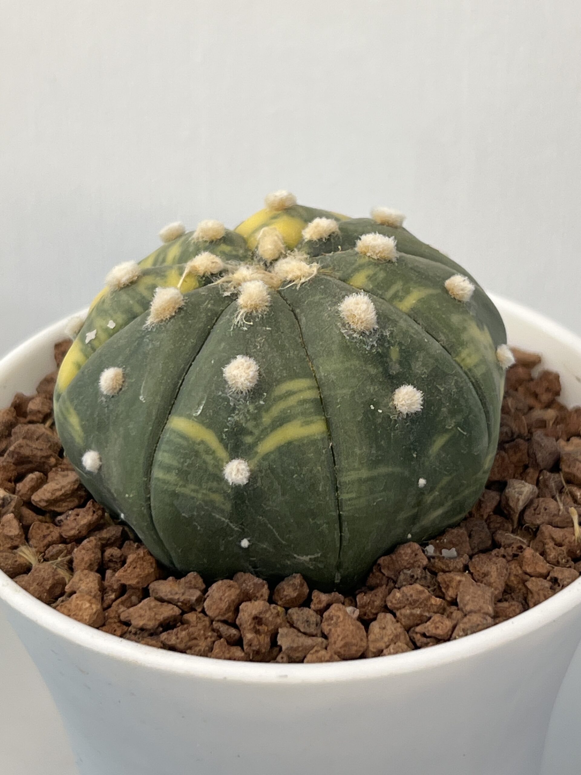 Astrophytum asterias nudum variegatum - Imagen 3