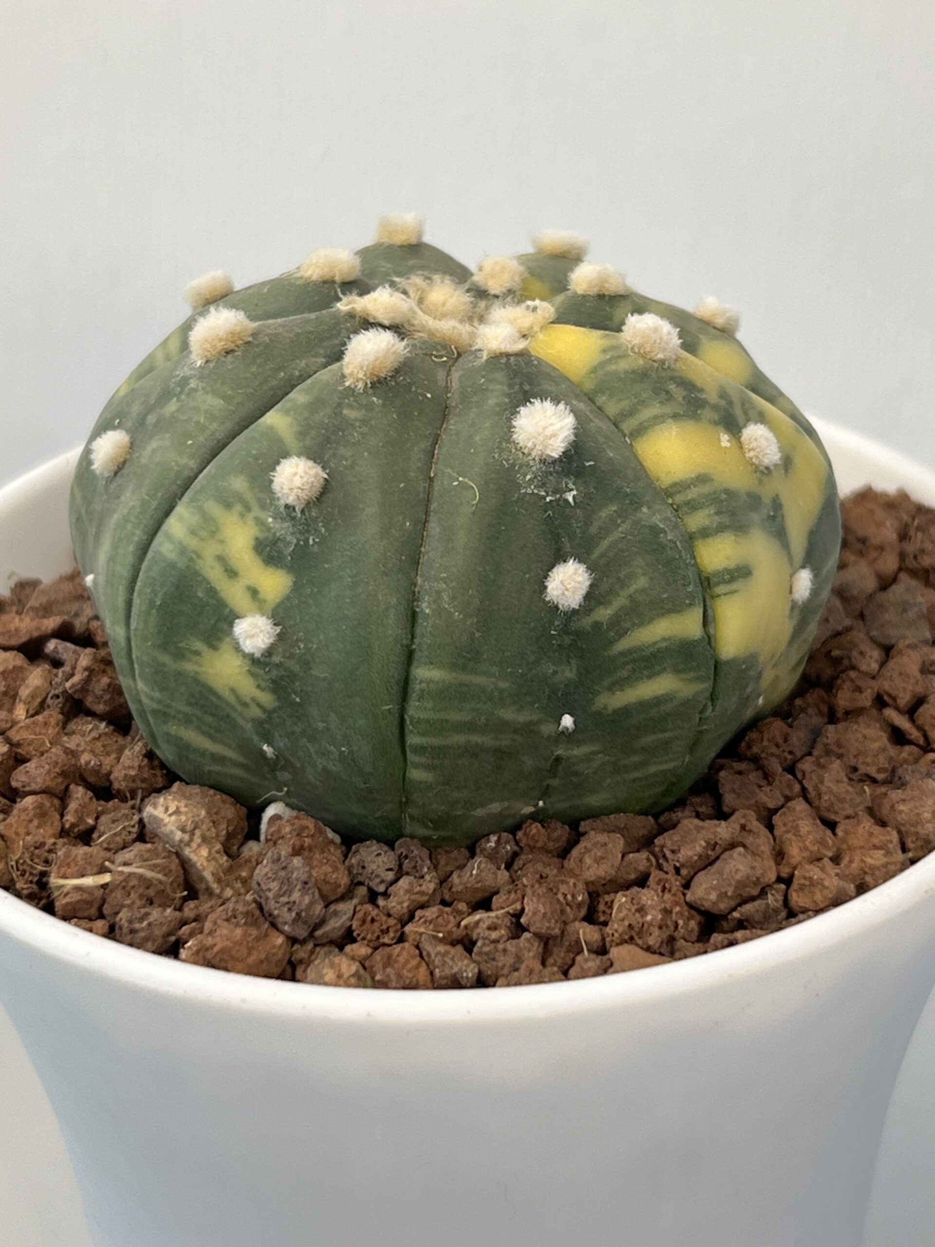 Astrophytum asterias nudum variegatum - Imagen 4