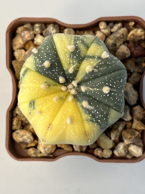 Astrophytum asterias variegatum