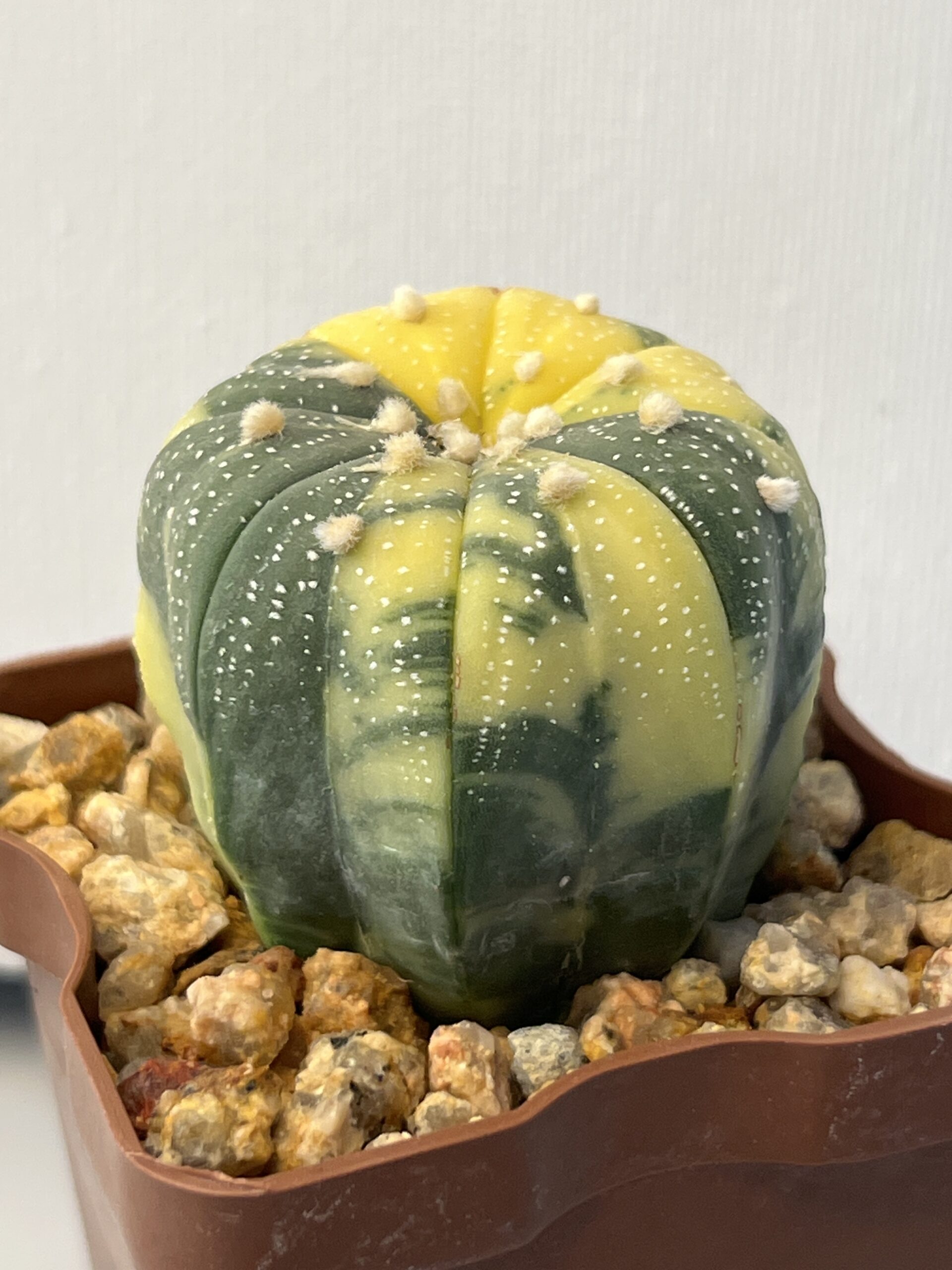 Astrophytum asterias variegatum — изображение 2