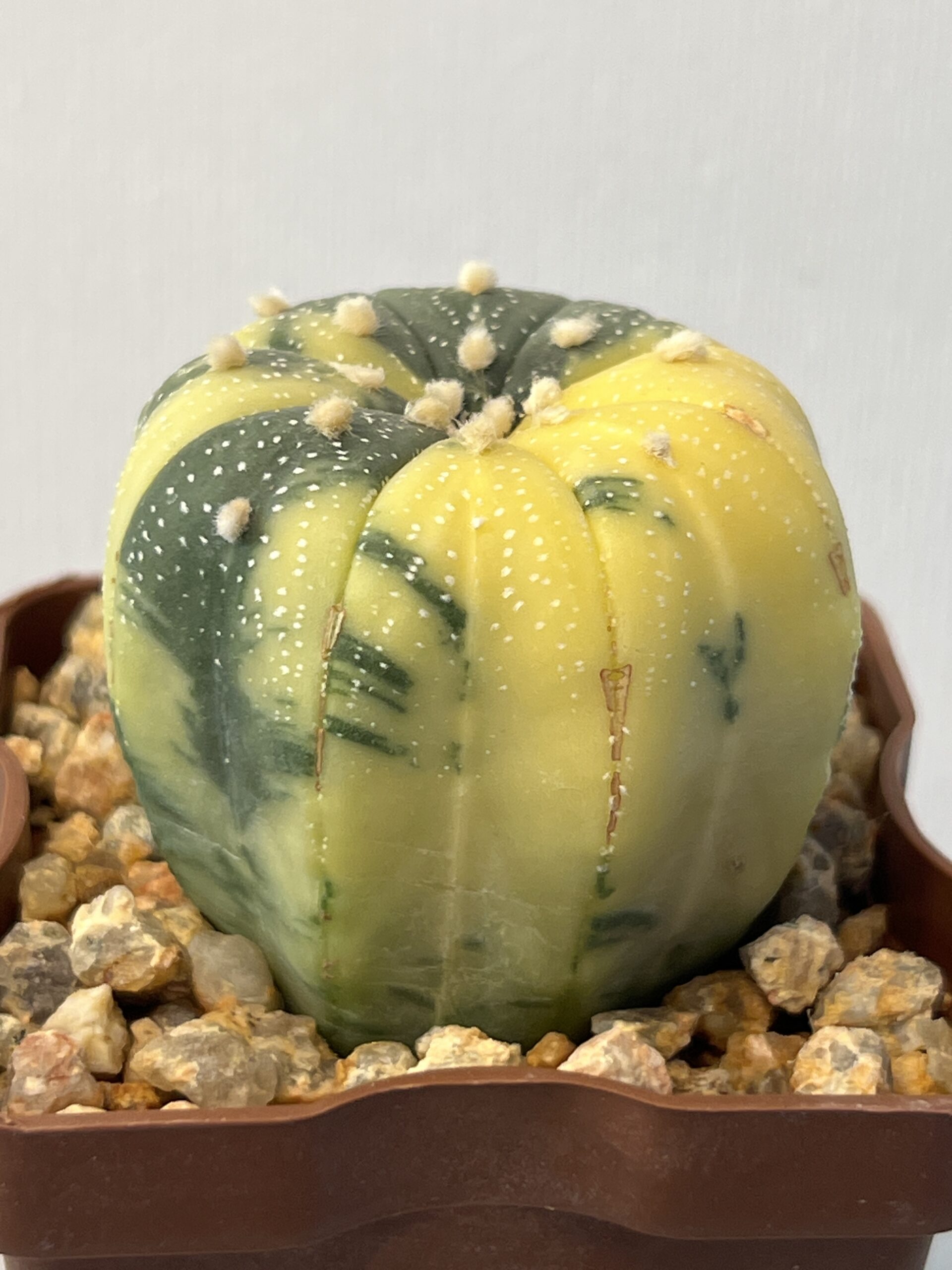 Astrophytum asterias variegatum — изображение 3
