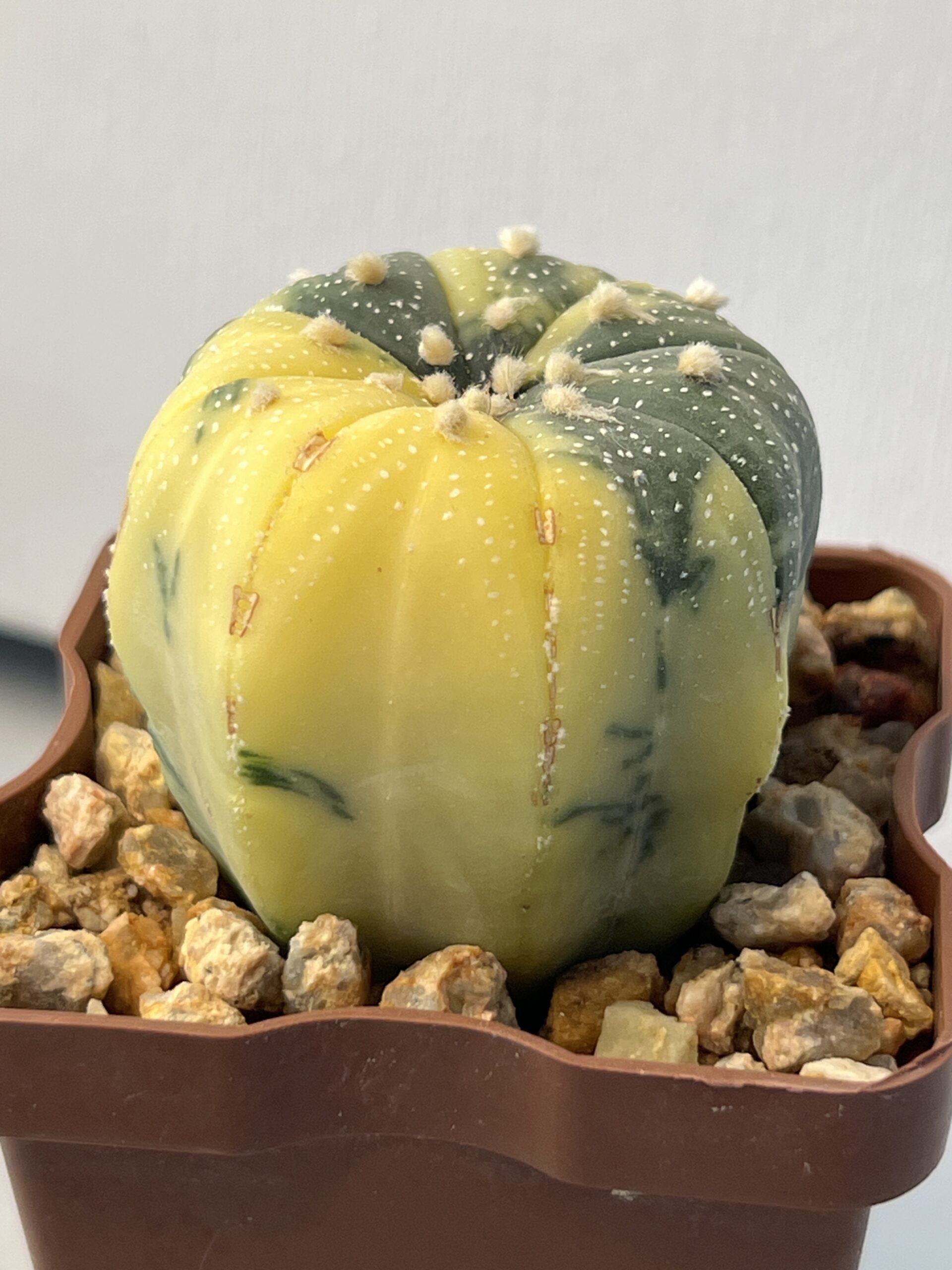 Astrophytum asterias variegatum — изображение 4