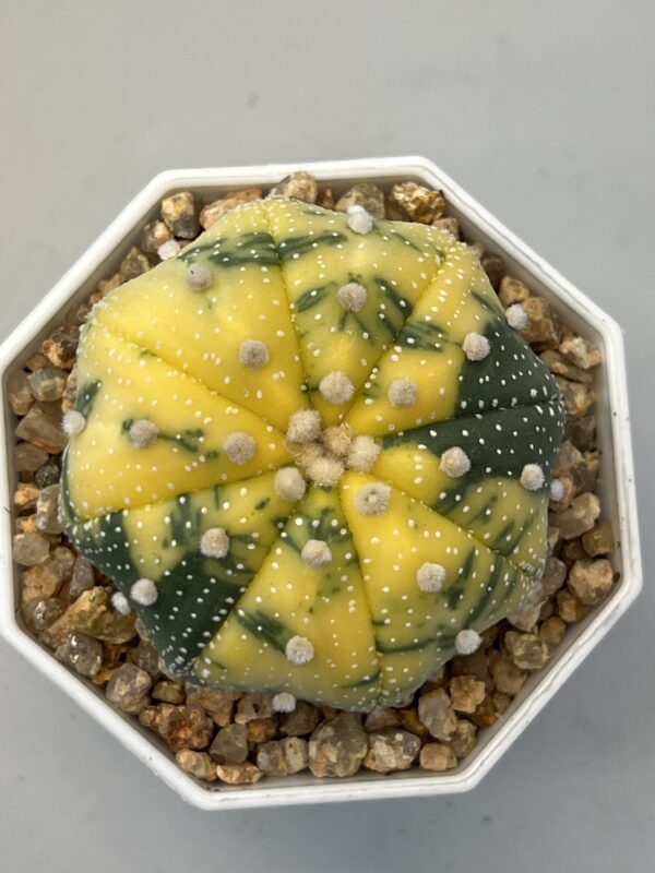 Astrophytum asterias variegatum