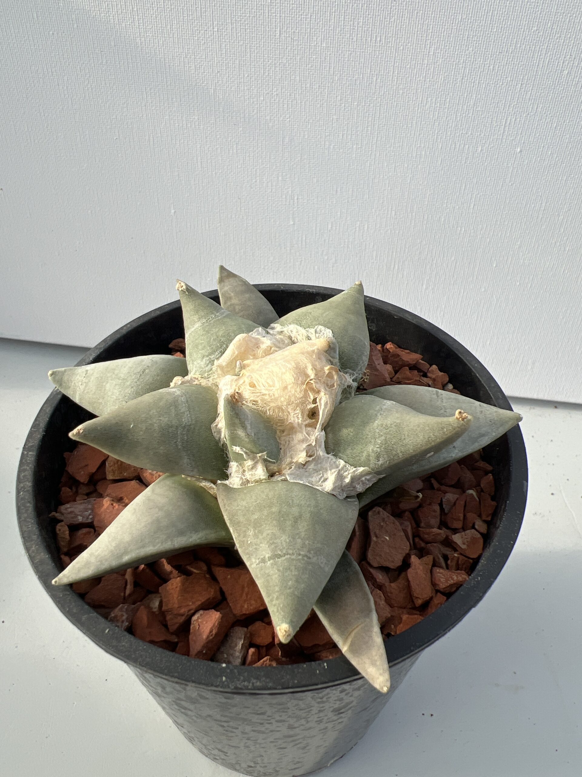 Ariocarpus retusus