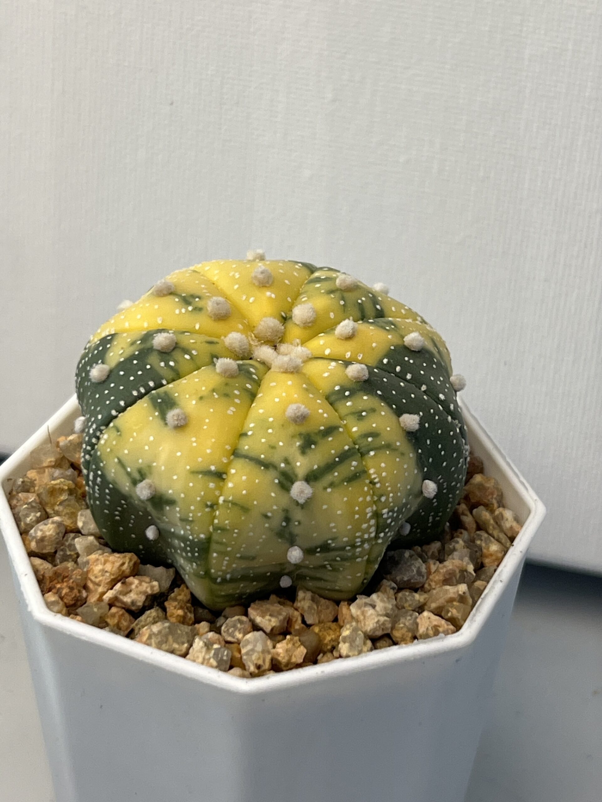 Astrophytum asterias variegatum - Imagen 2