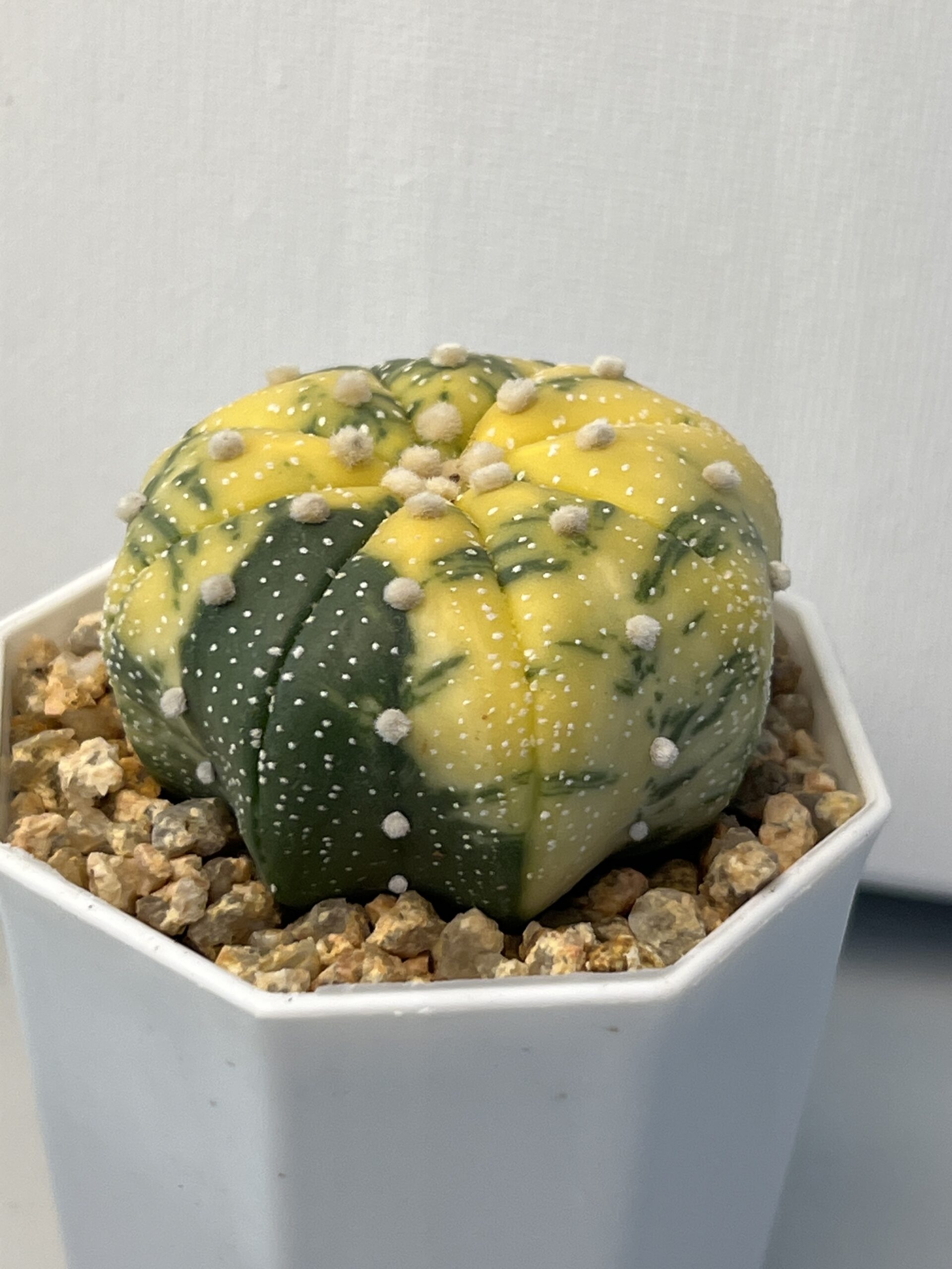 Astrophytum asterias variegatum - Imagen 3