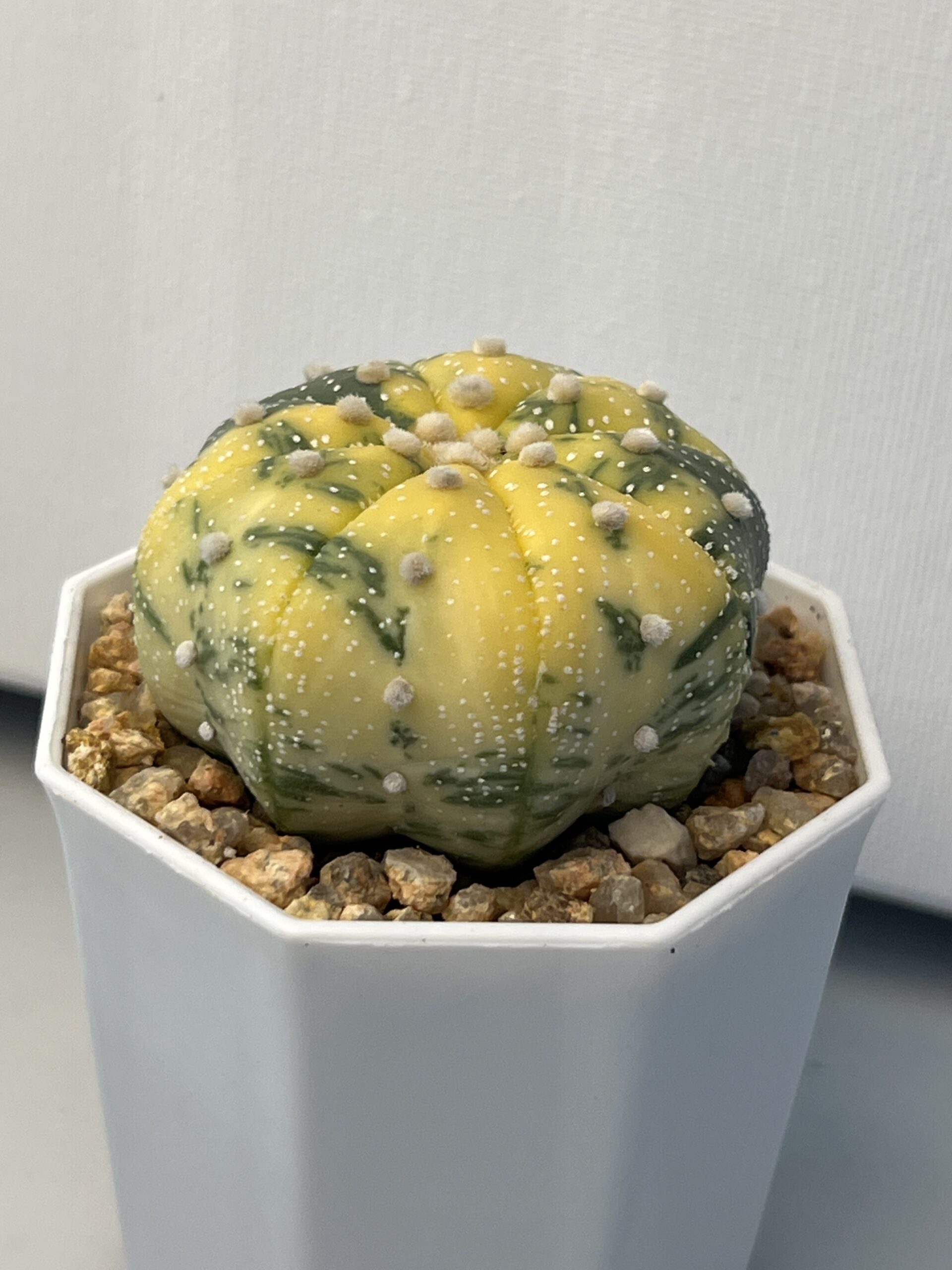 Astrophytum asterias variegatum - Imagen 4