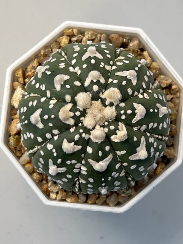 Astrophytum asterias cv. Super Kabuto V type Fukuryu