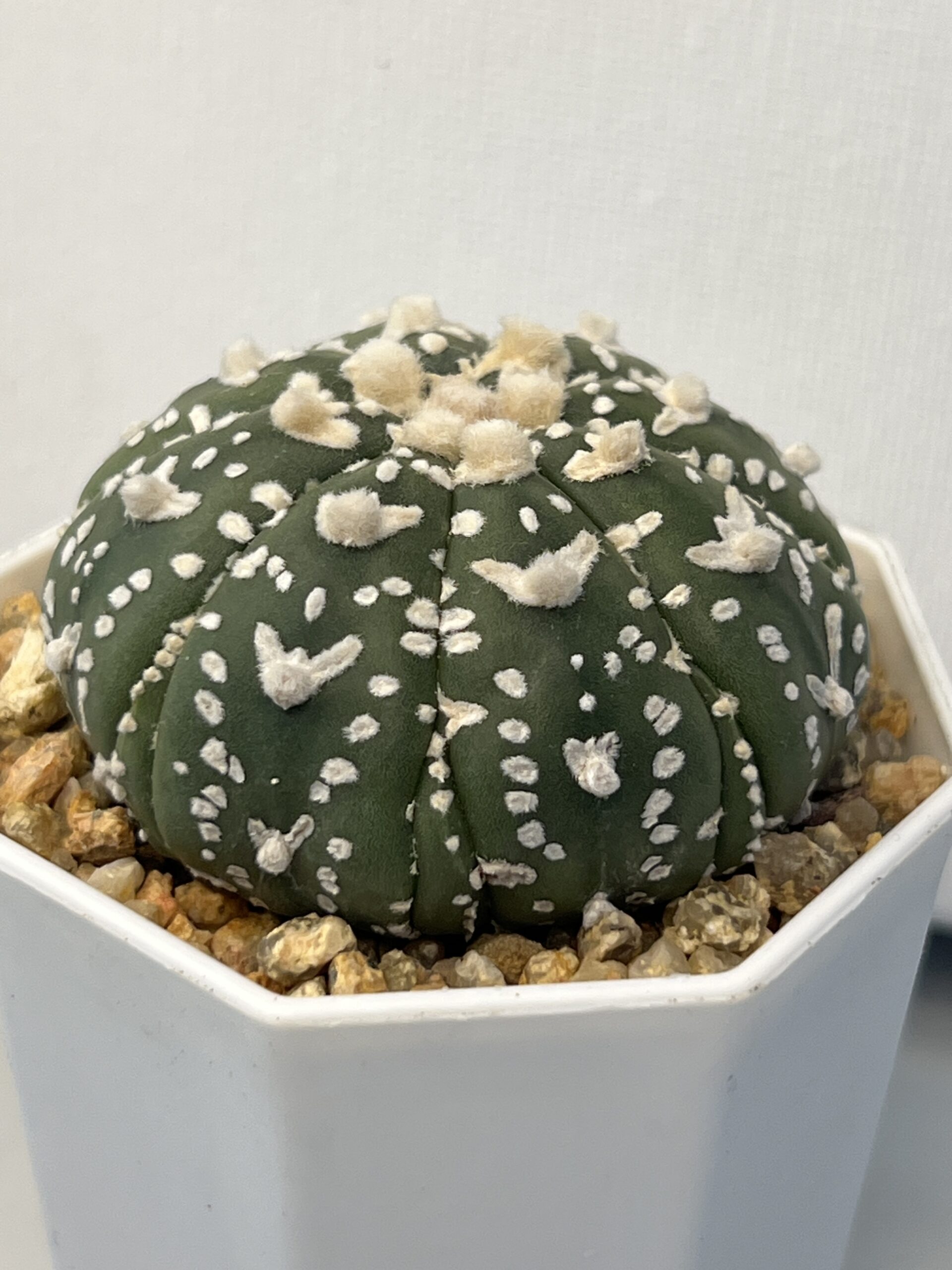 Astrophytum asterias cv. Super Kabuto V type Fukuryu - Imagen 2