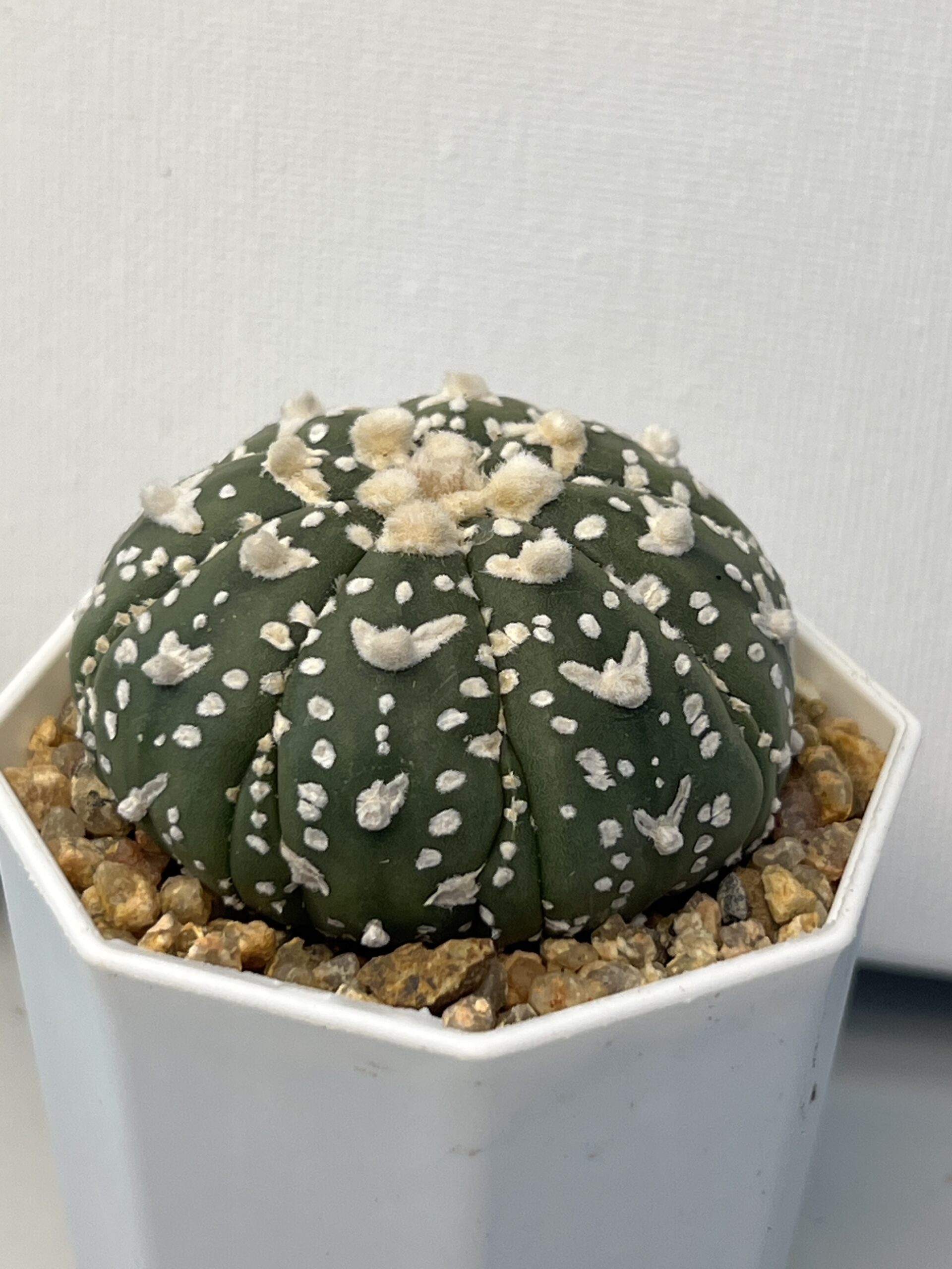 Astrophytum asterias cv. Super Kabuto V type Fukuryu - Imagen 3