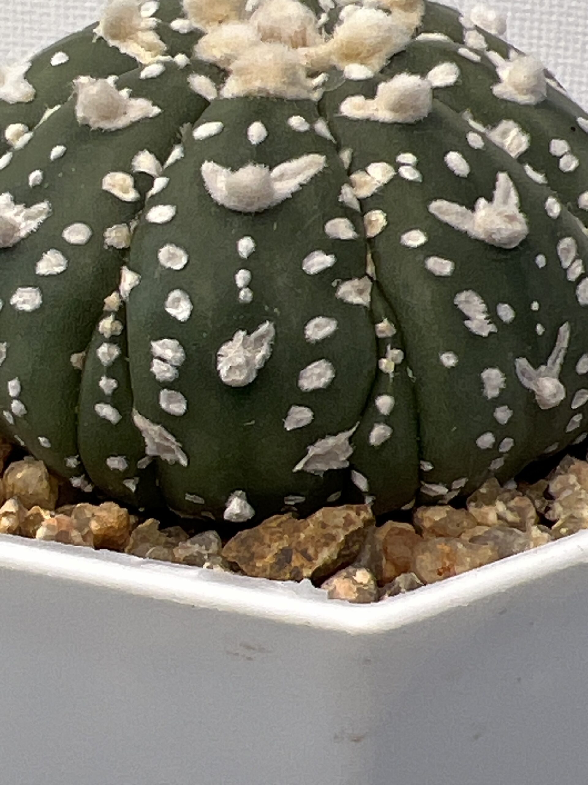Astrophytum asterias cv. Super Kabuto V type Fukuryu - Imagen 4