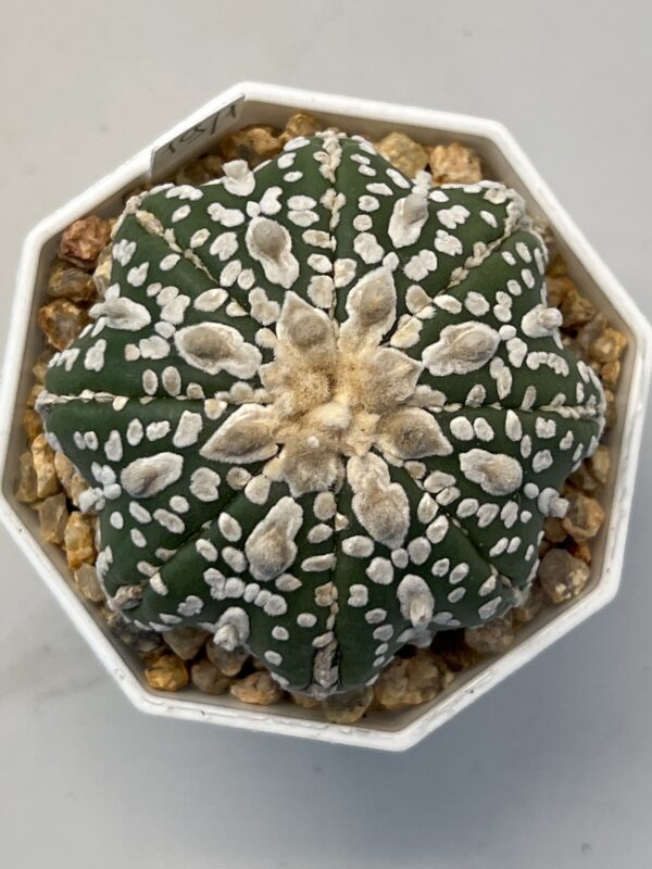 Astrophytum asterias cv. Super Kabuto Star Shape