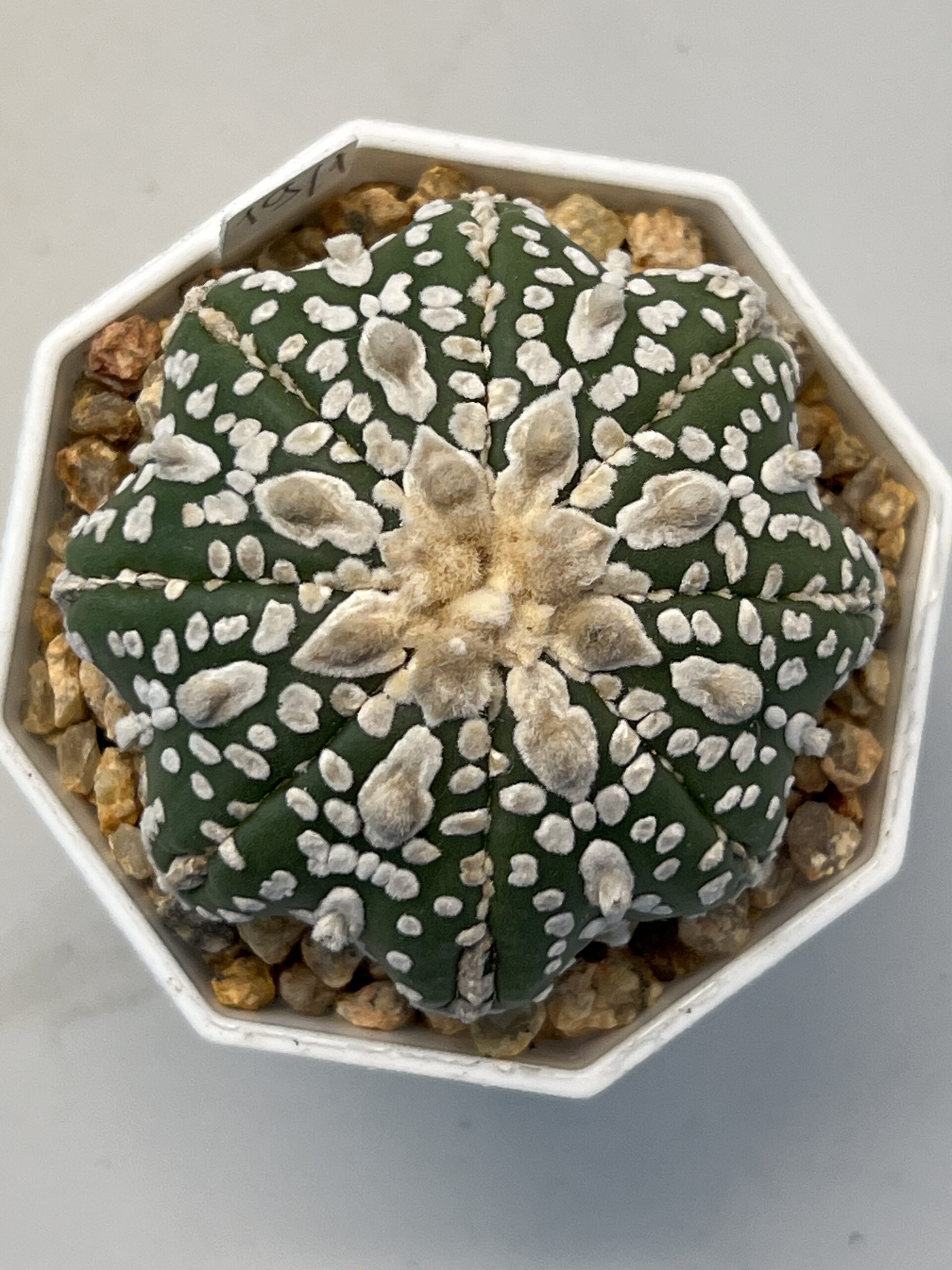 Astrophytum asterias cv. Super Kabuto Star Shape