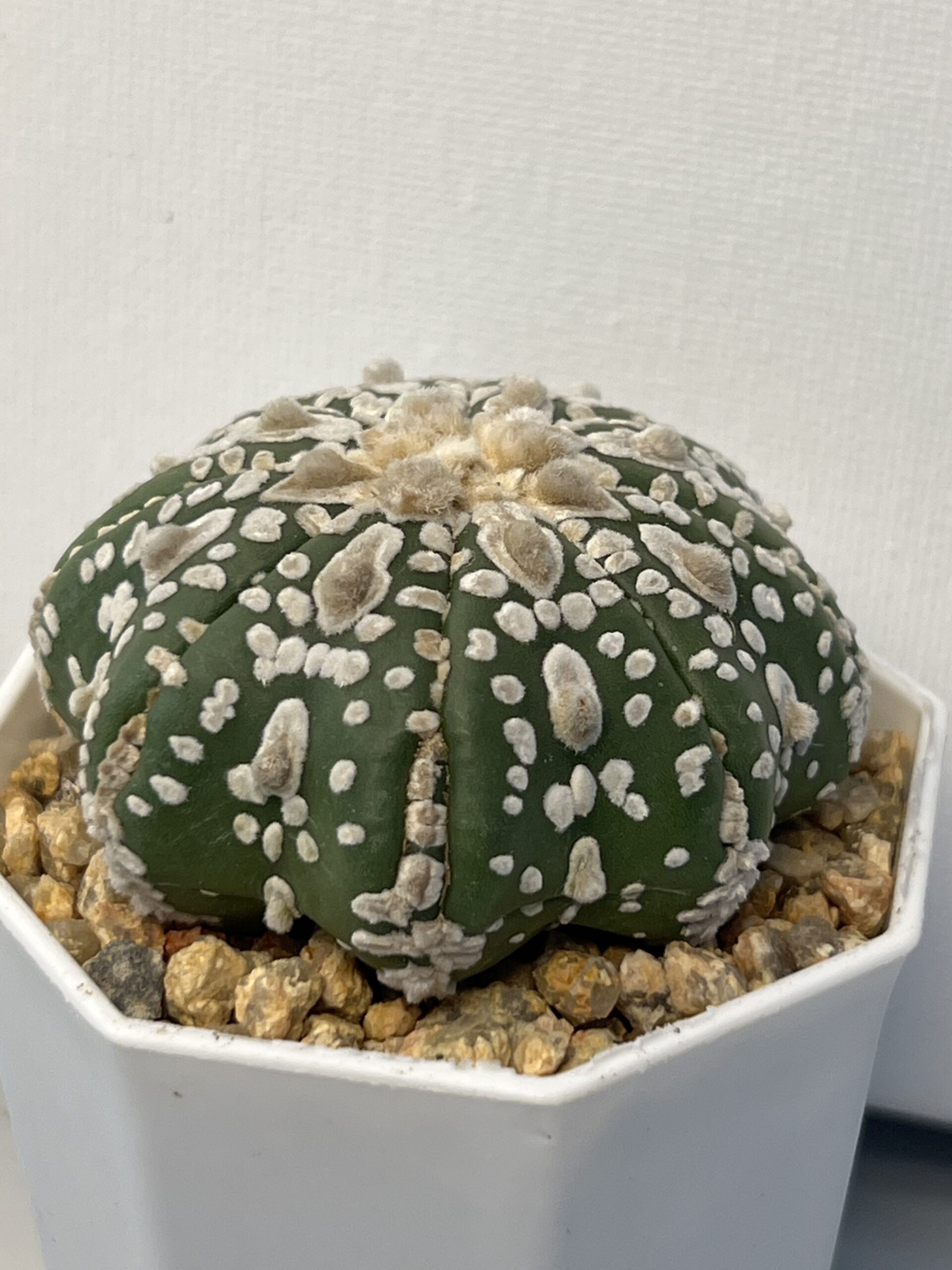 Astrophytum asterias cv. Super Kabuto Star Shape - Imagen 2