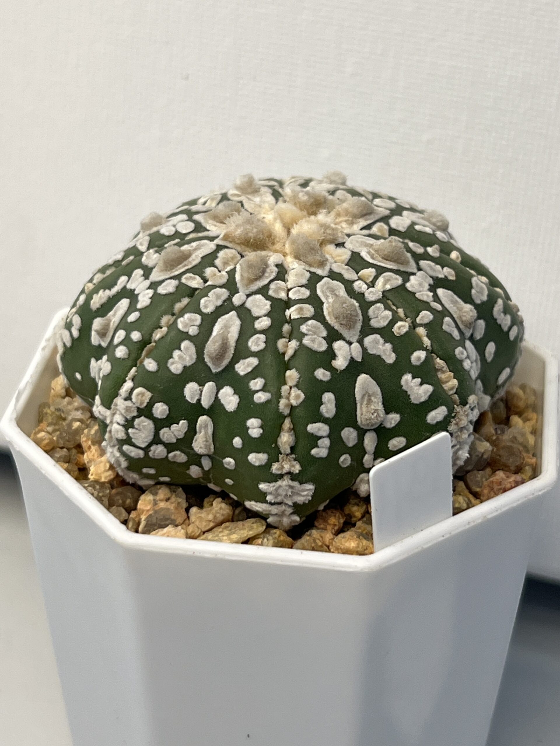 Astrophytum asterias cv. Super Kabuto Star Shape - Imagen 3