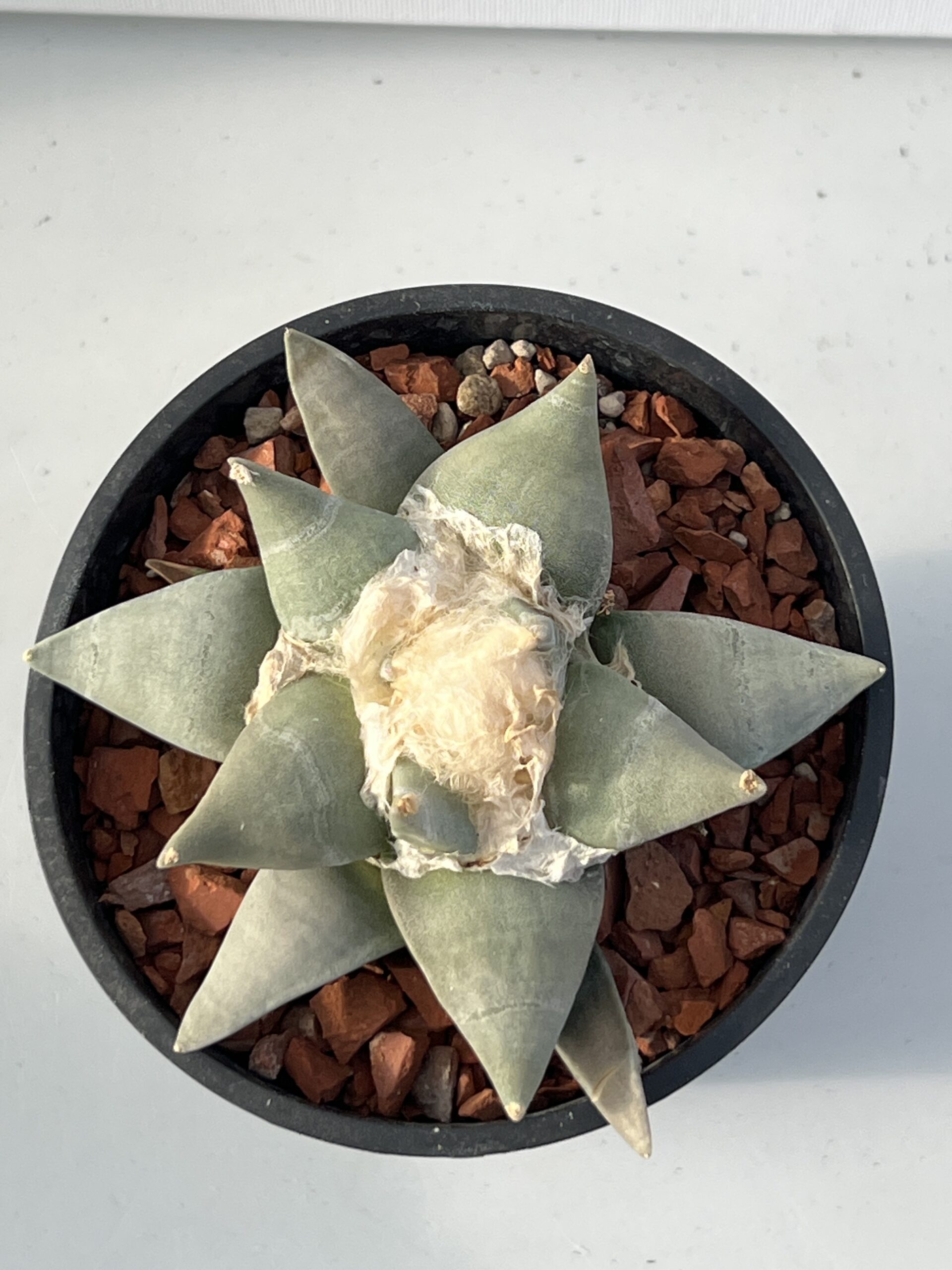 Ariocarpus retusus - Imagen 2