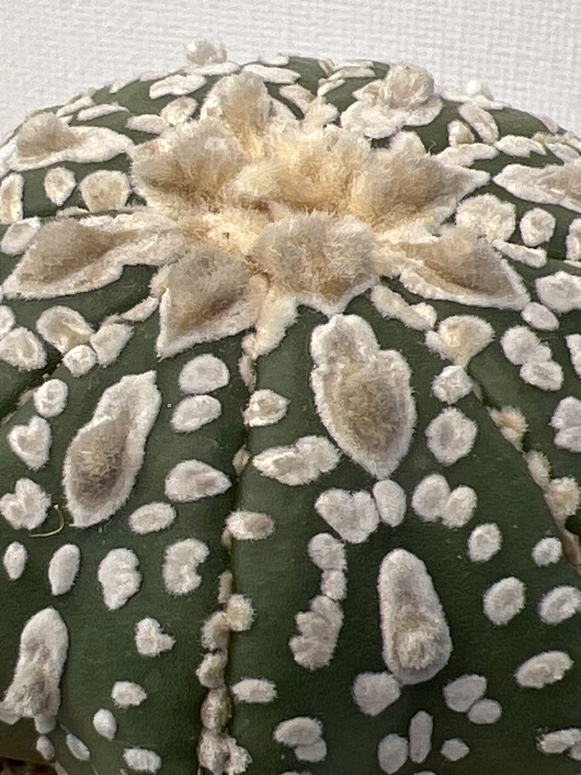 Astrophytum asterias cv. Super Kabuto Star Shape - Imagen 4