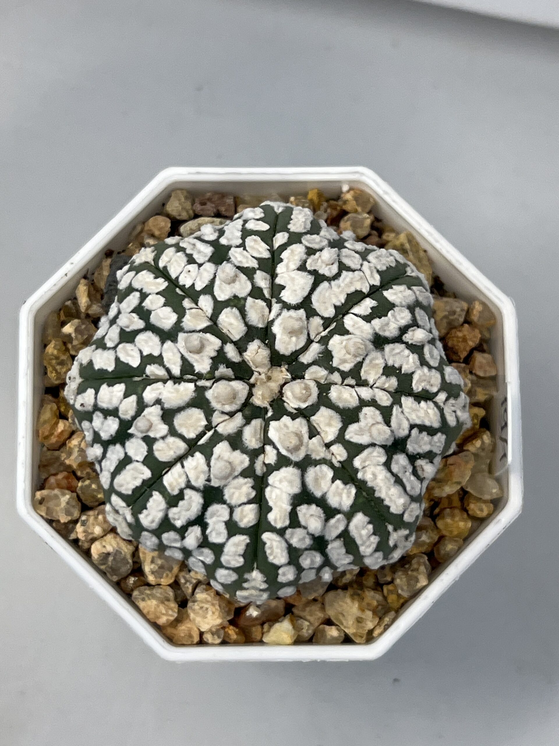 Astrophytum asterias cv. Super Kabuto