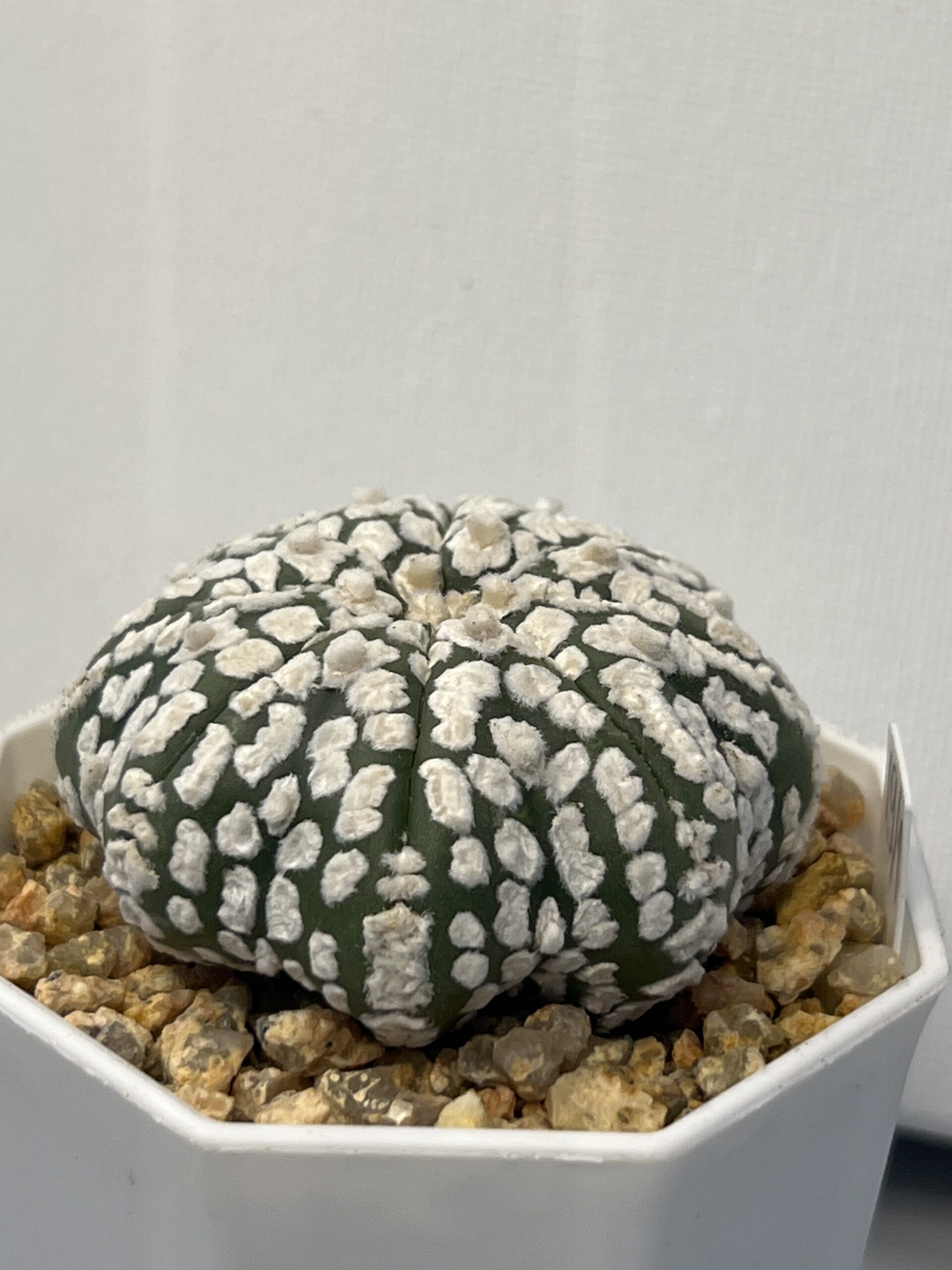 Astrophytum asterias cv. Super Kabuto - Imagen 2