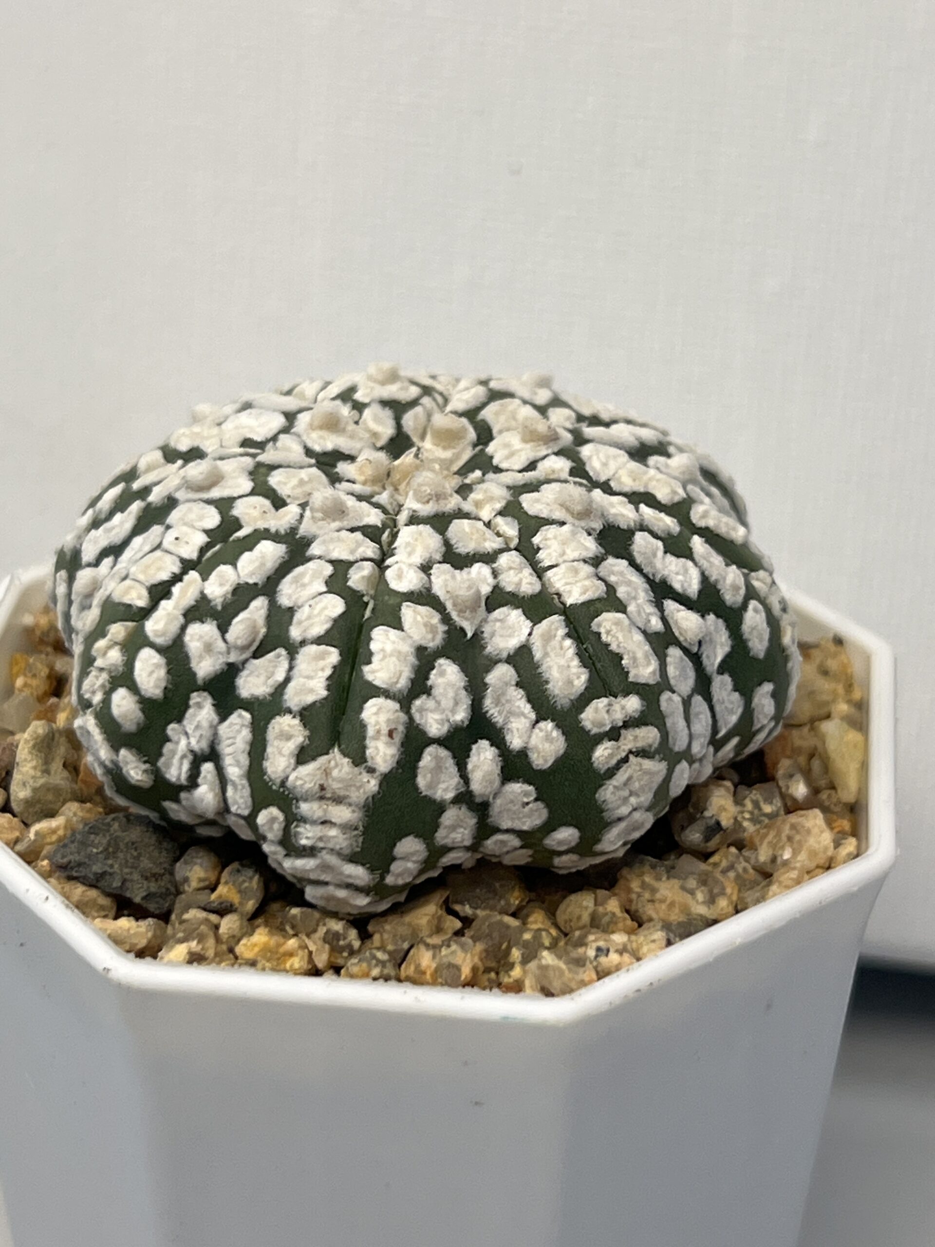 Astrophytum asterias cv. Super Kabuto - Imagen 3