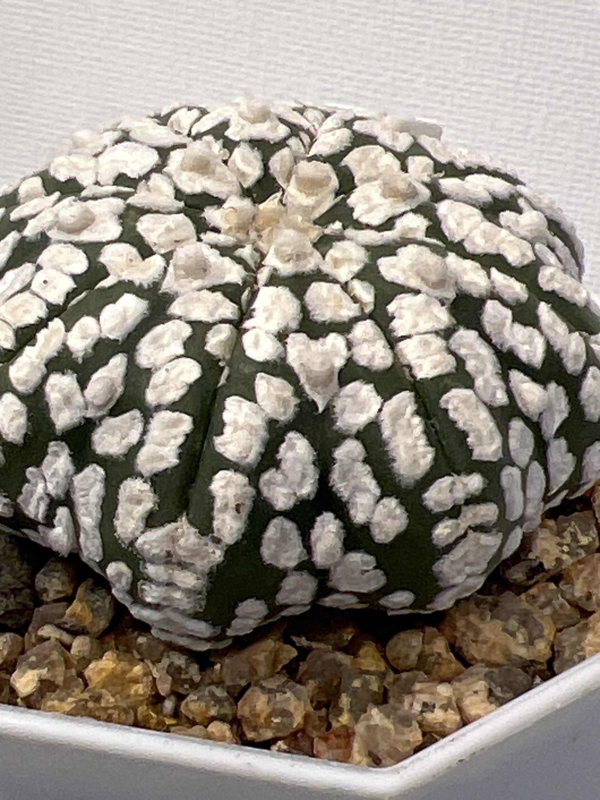 Astrophytum asterias cv. Super Kabuto - Imagen 4