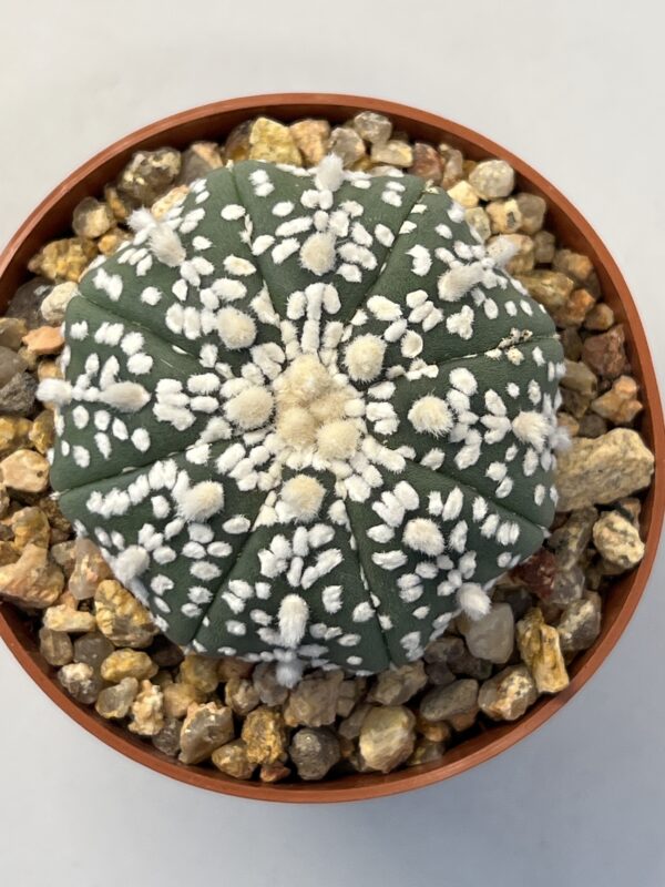 Astrophytum asterias cv. Super Kabuto