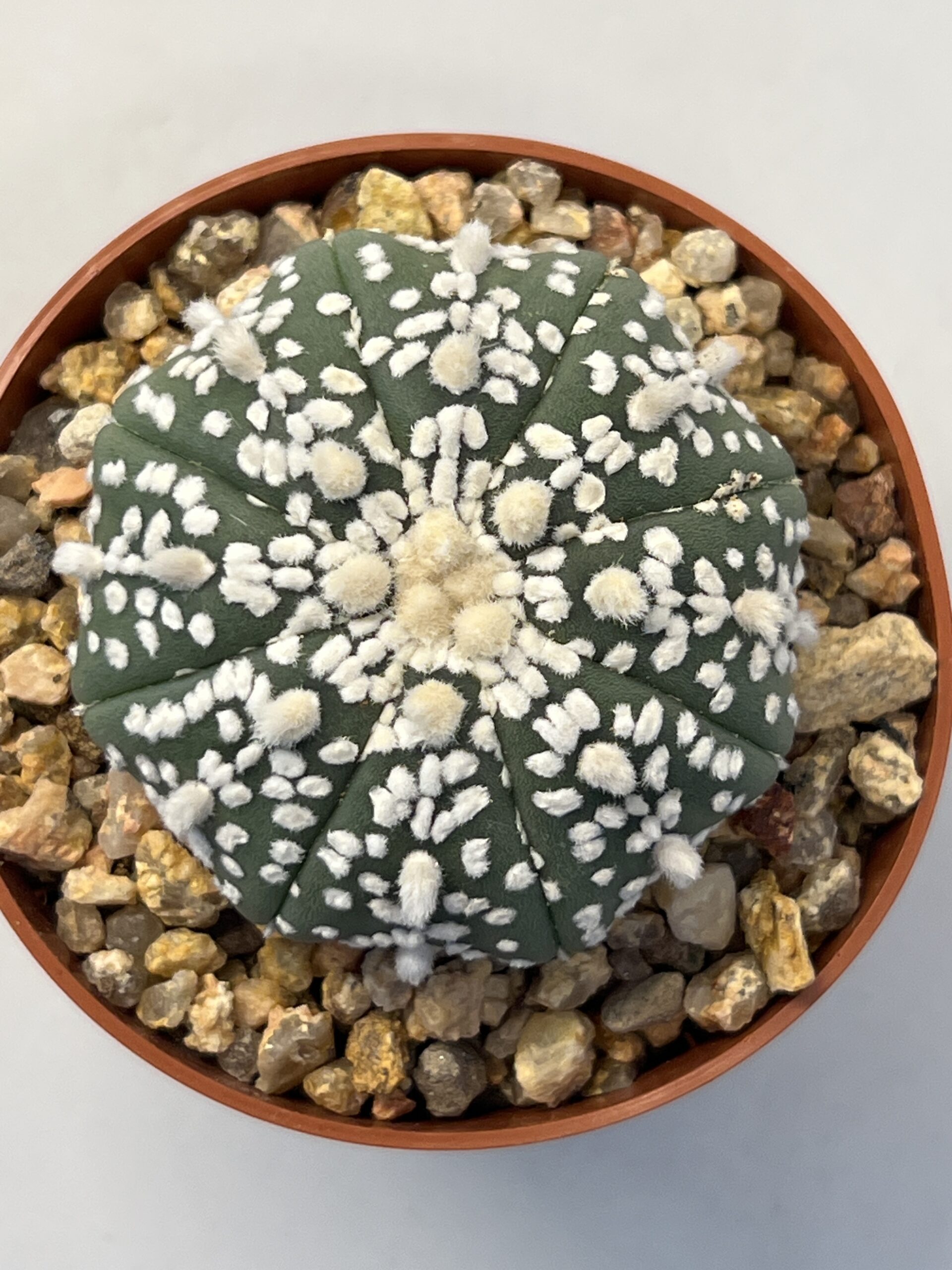 Astrophytum asterias cv. Super Kabuto