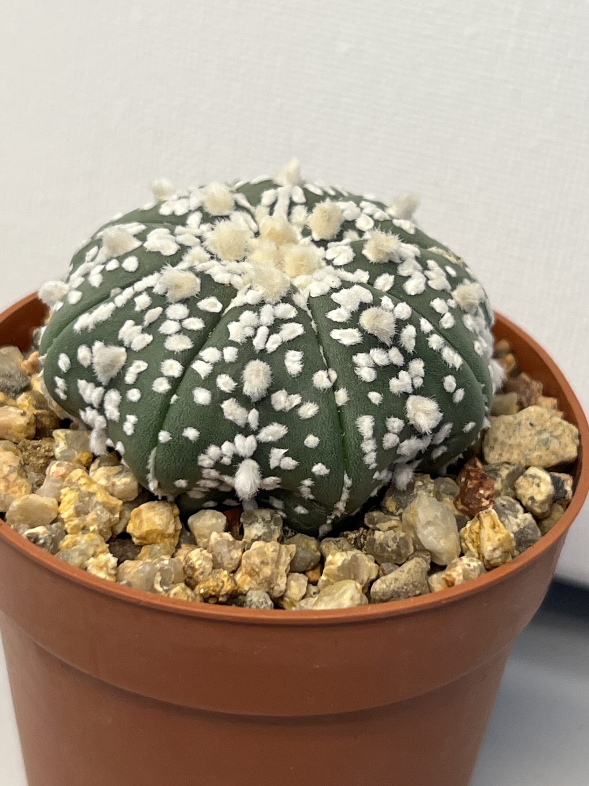 Astrophytum asterias cv. Super Kabuto - Imagen 2
