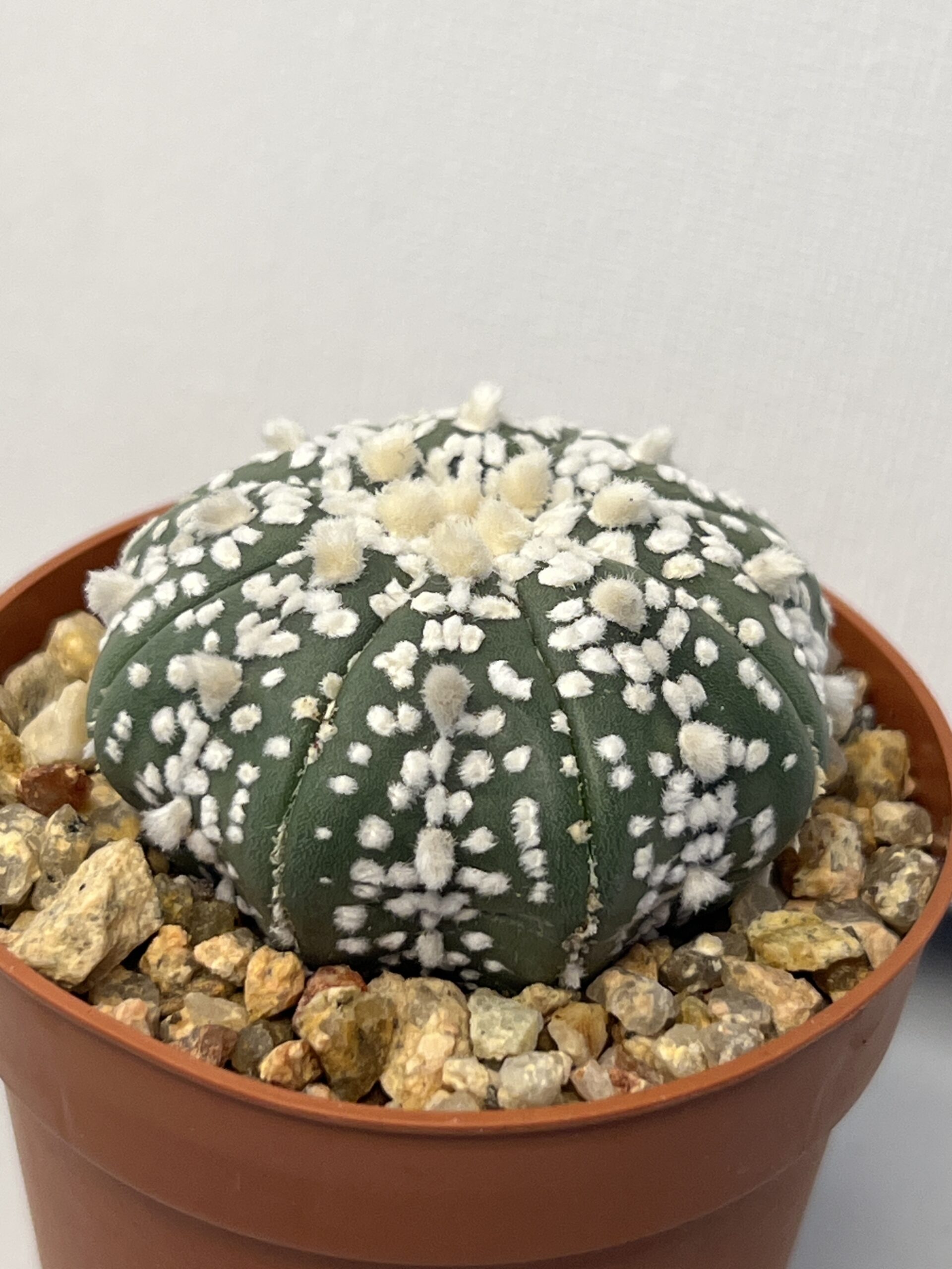 Astrophytum asterias cv. Super Kabuto - Imagen 3