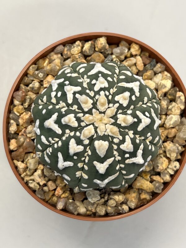 Astrophytum asterias cv. Super Kabuto V type