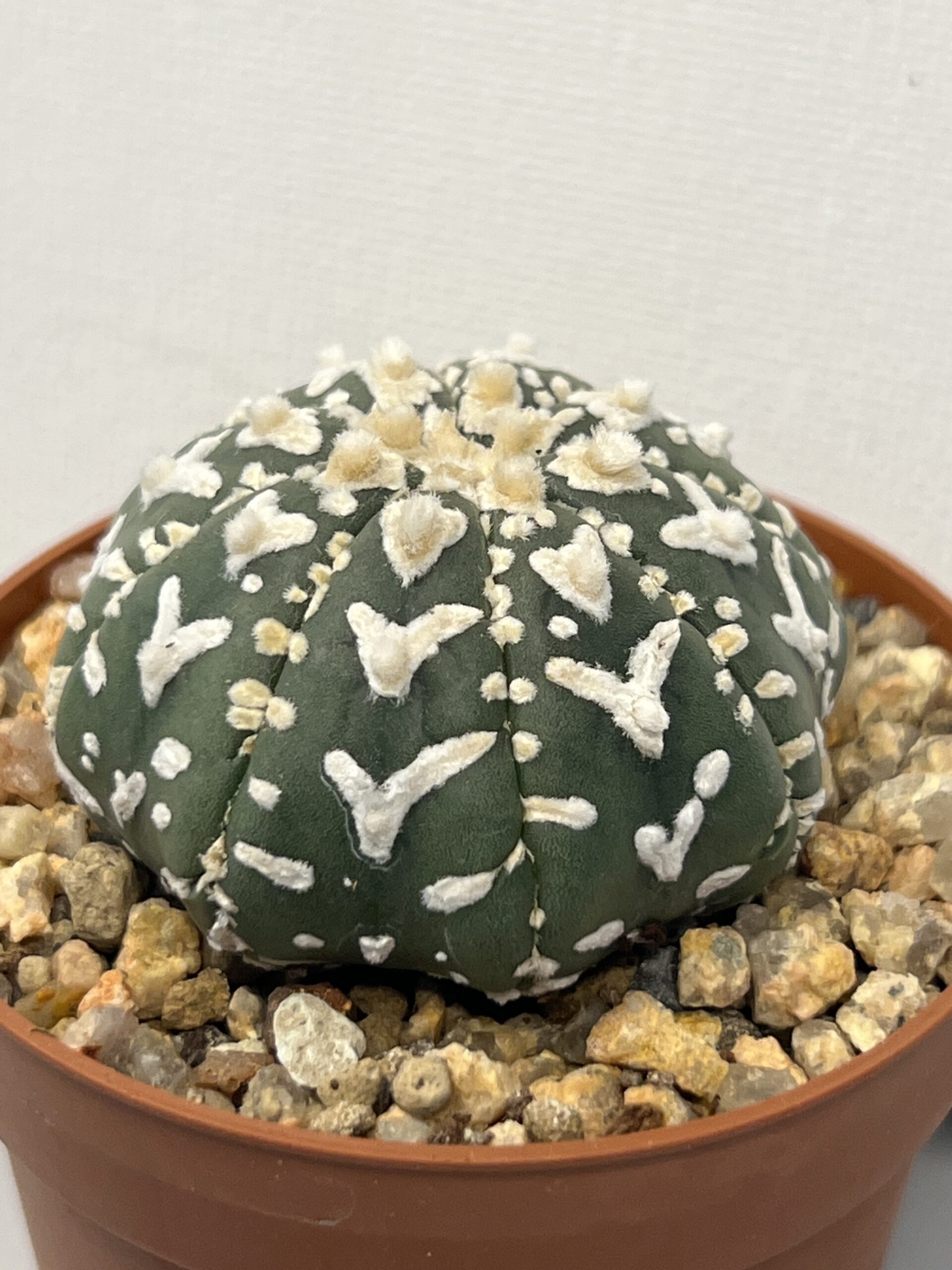 Astrophytum asterias cv. Super Kabuto V type - Imagen 2