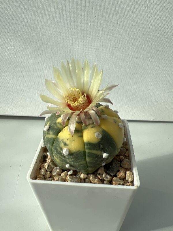 Astrophytum asterias nudum variegata