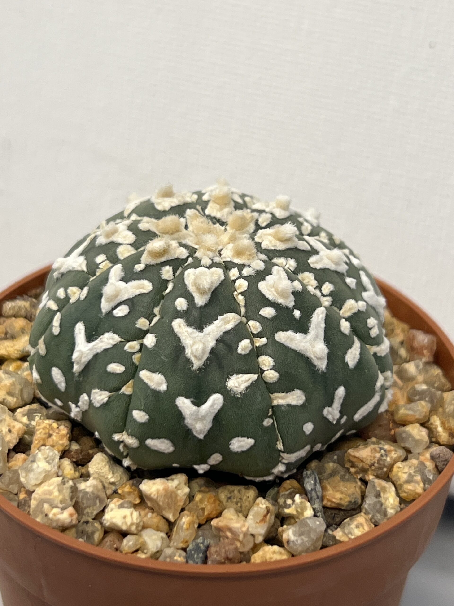 Astrophytum asterias cv. Super Kabuto V type - Imagen 3