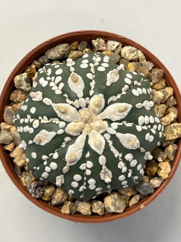 Astrophytum asterias cv. Super Kabuto (Hakujo)