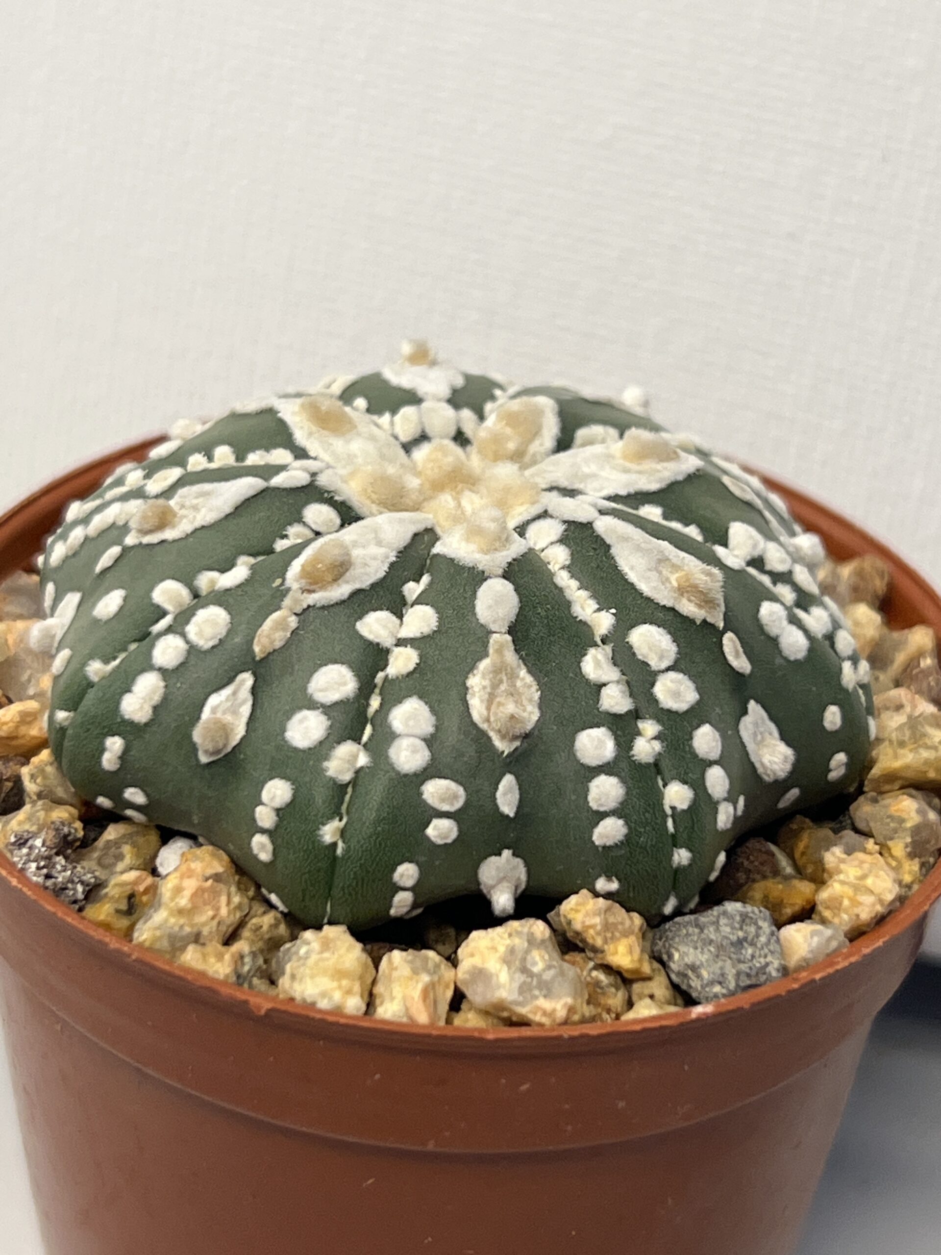 Astrophytum asterias cv. Super Kabuto (Hakujo) - Imagen 2